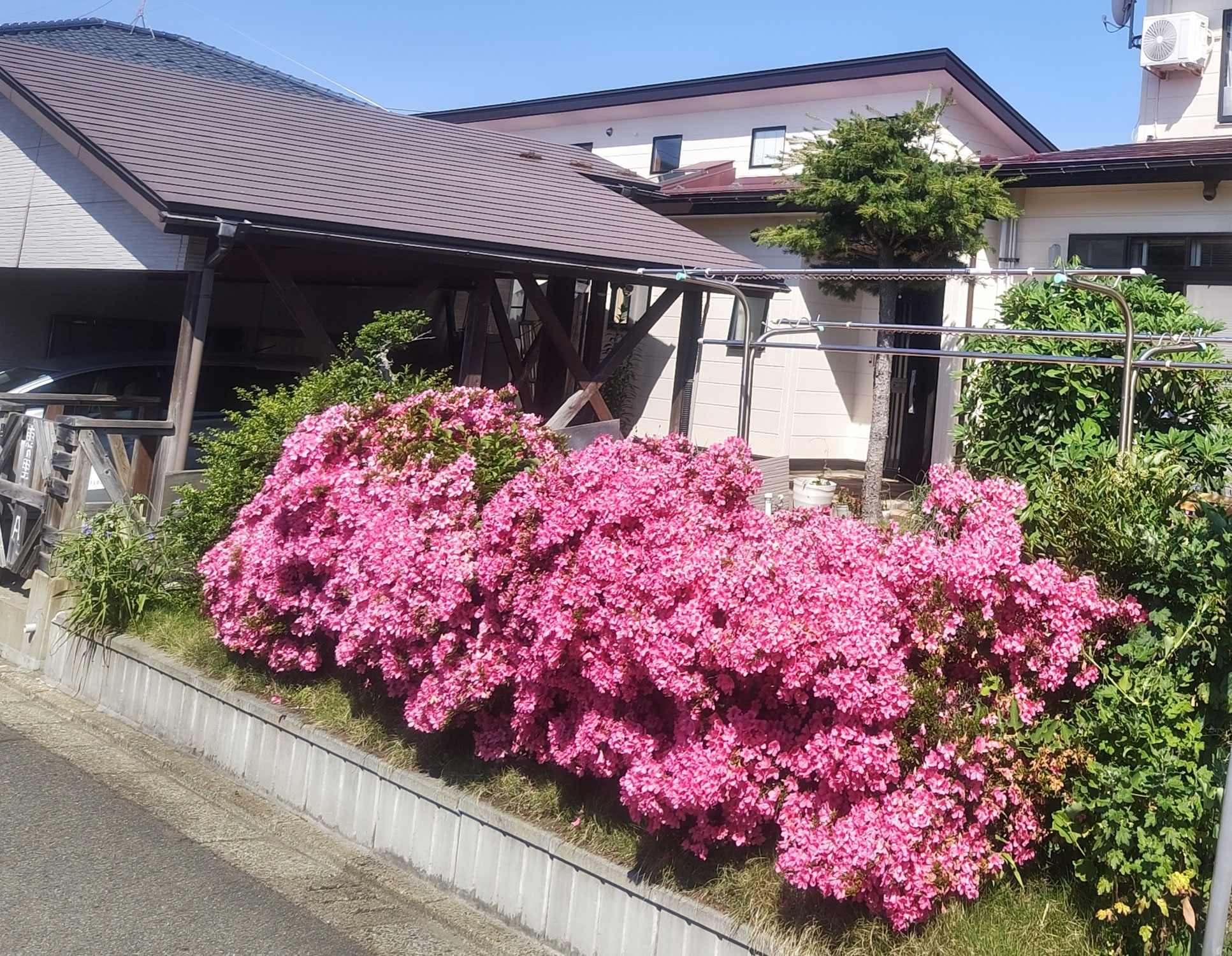 満開のツツジ