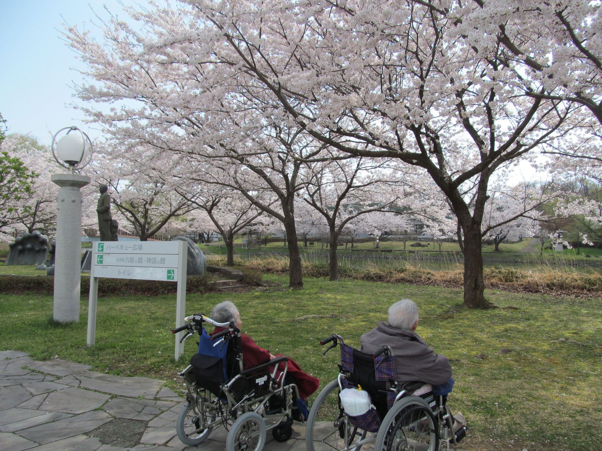 桜の花見