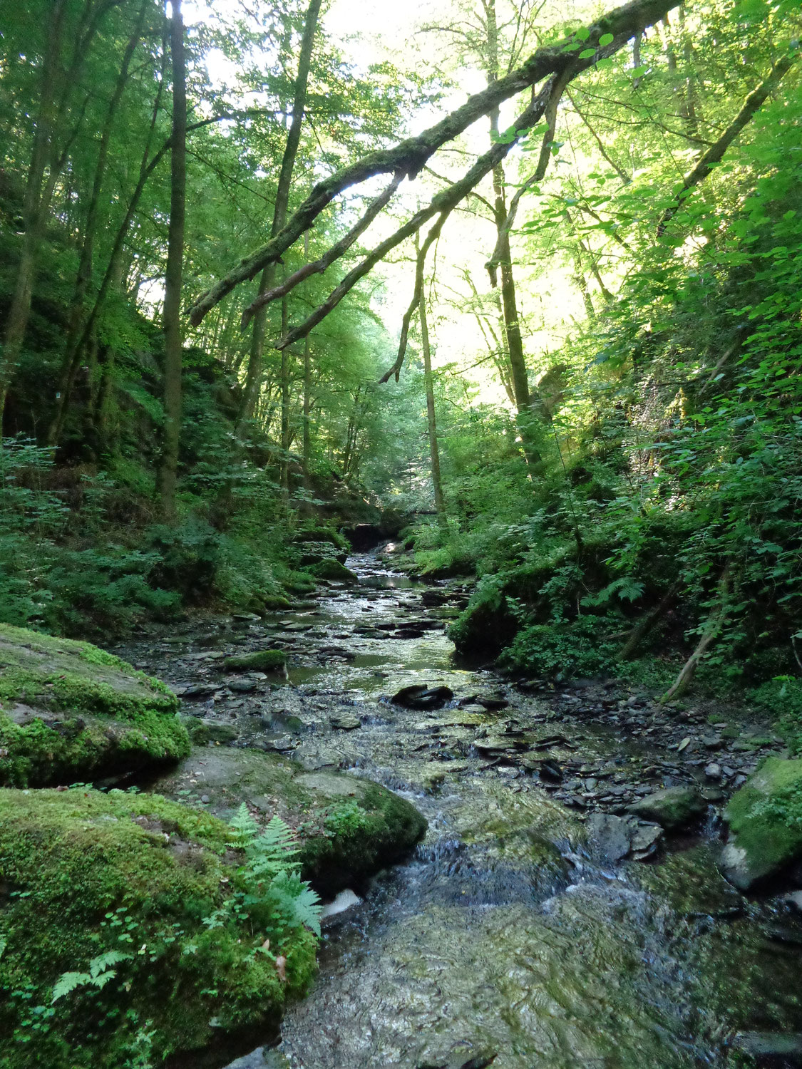 Die Ehrbachklamm