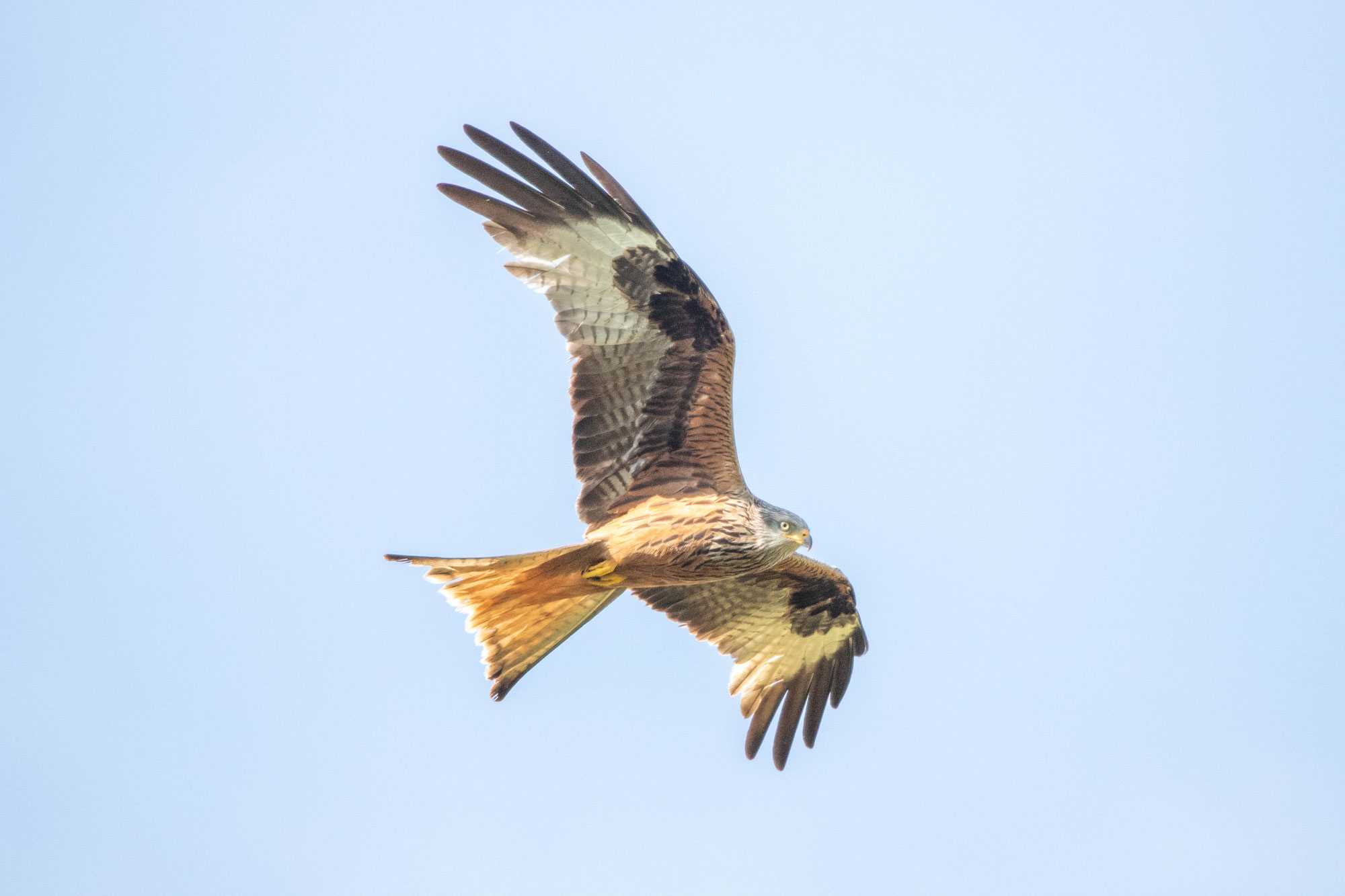 Darmstädter Vogelwelt 2025 - mit der Projektgruppe Vogelkartierung des NABU Darmstadt unterwegs