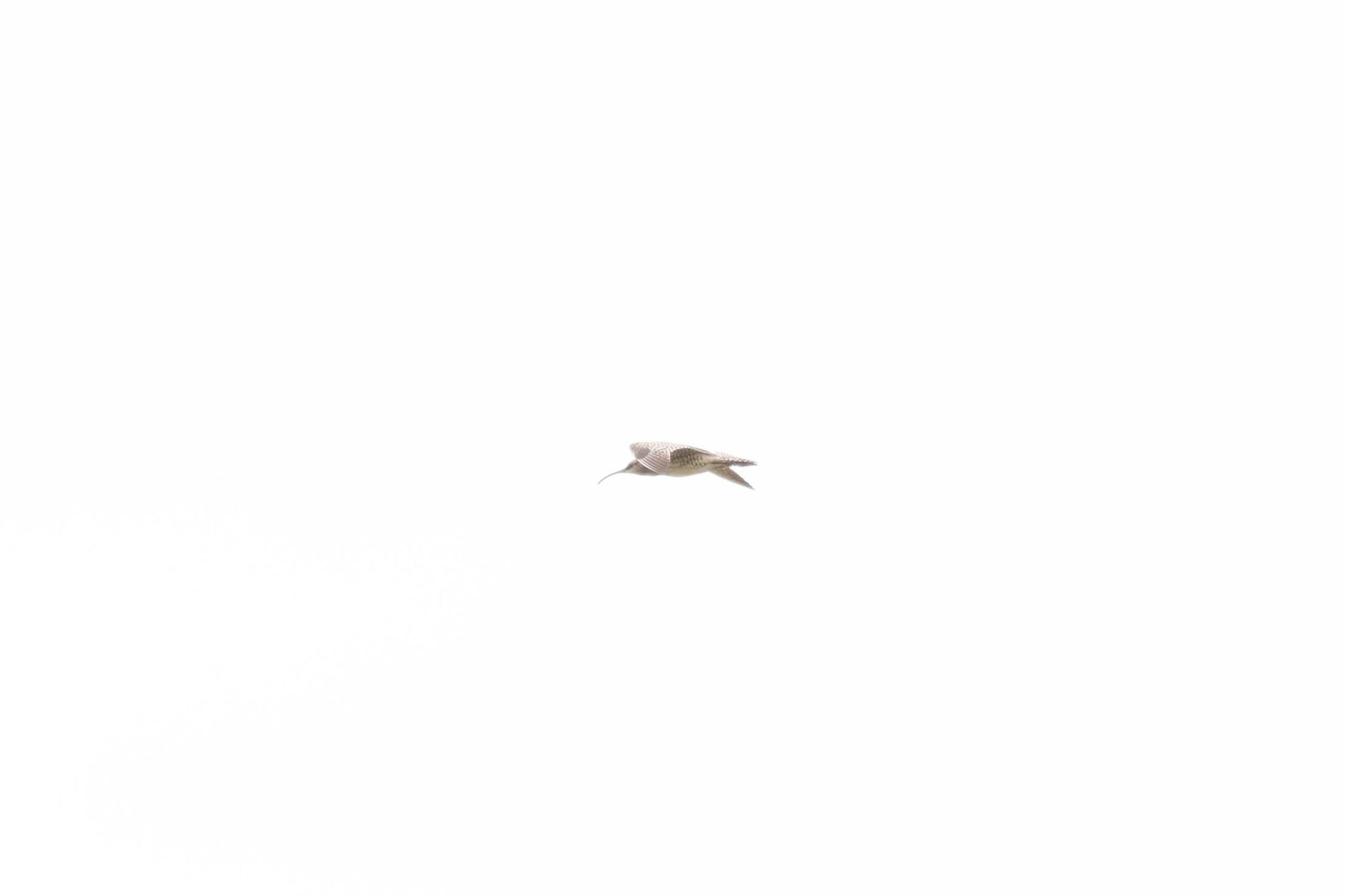 Seltene Sichtung am Euler-Flugplatz