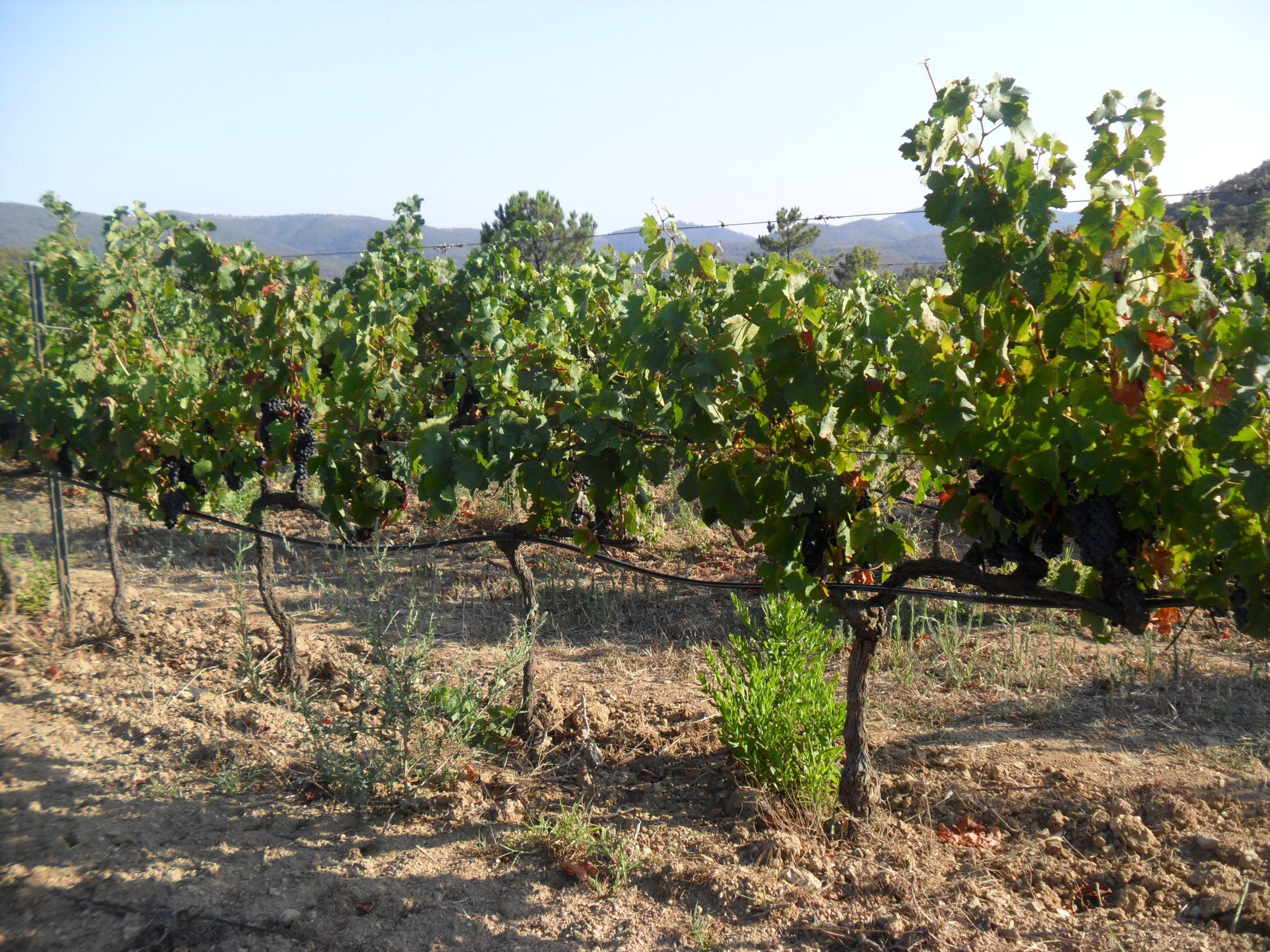 Calendrier des confréries Site de confrerieespritduvin