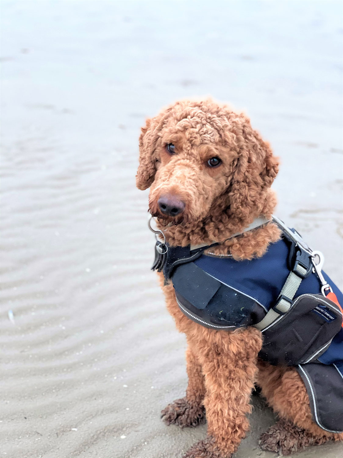 Urlaub mit Hund an der Nordsee * Tipps für den Urlaub mit Hund in SPO