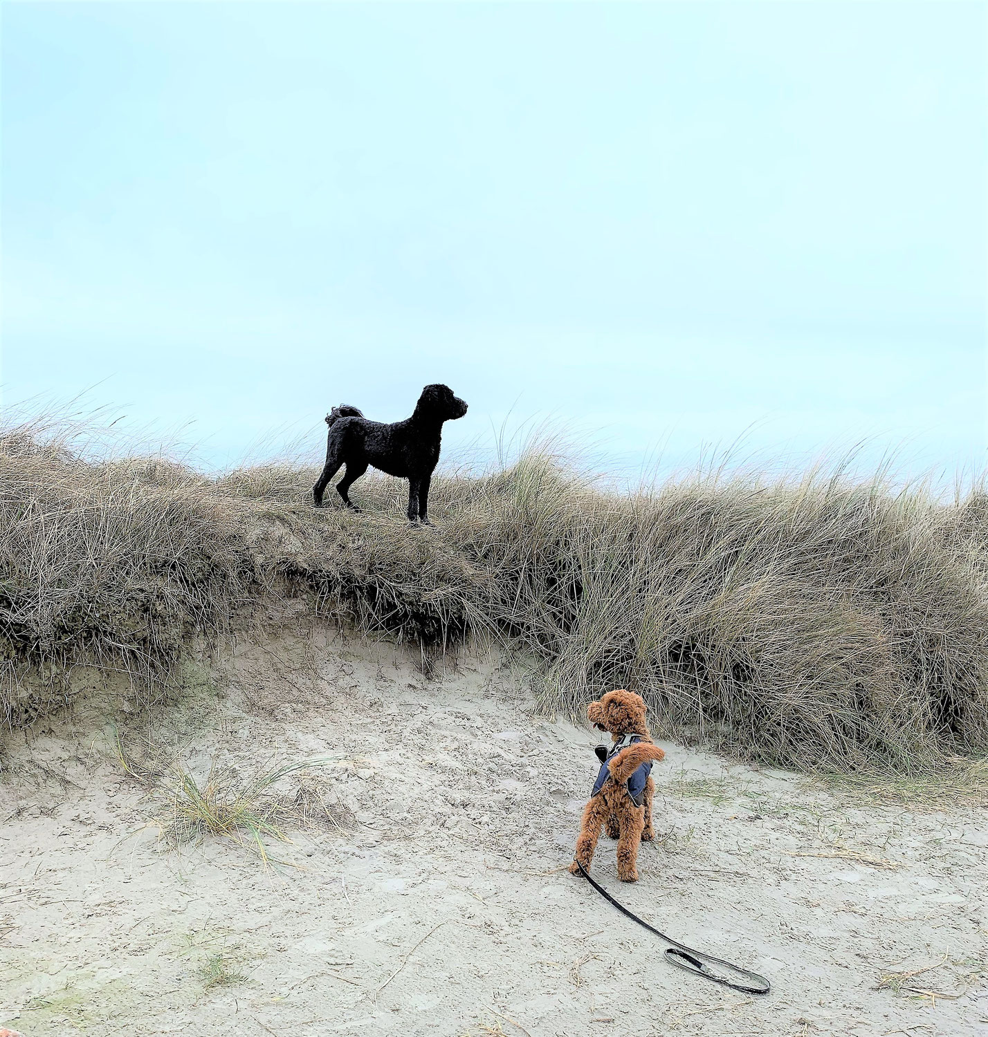 Urlaub mit Hund am Meer