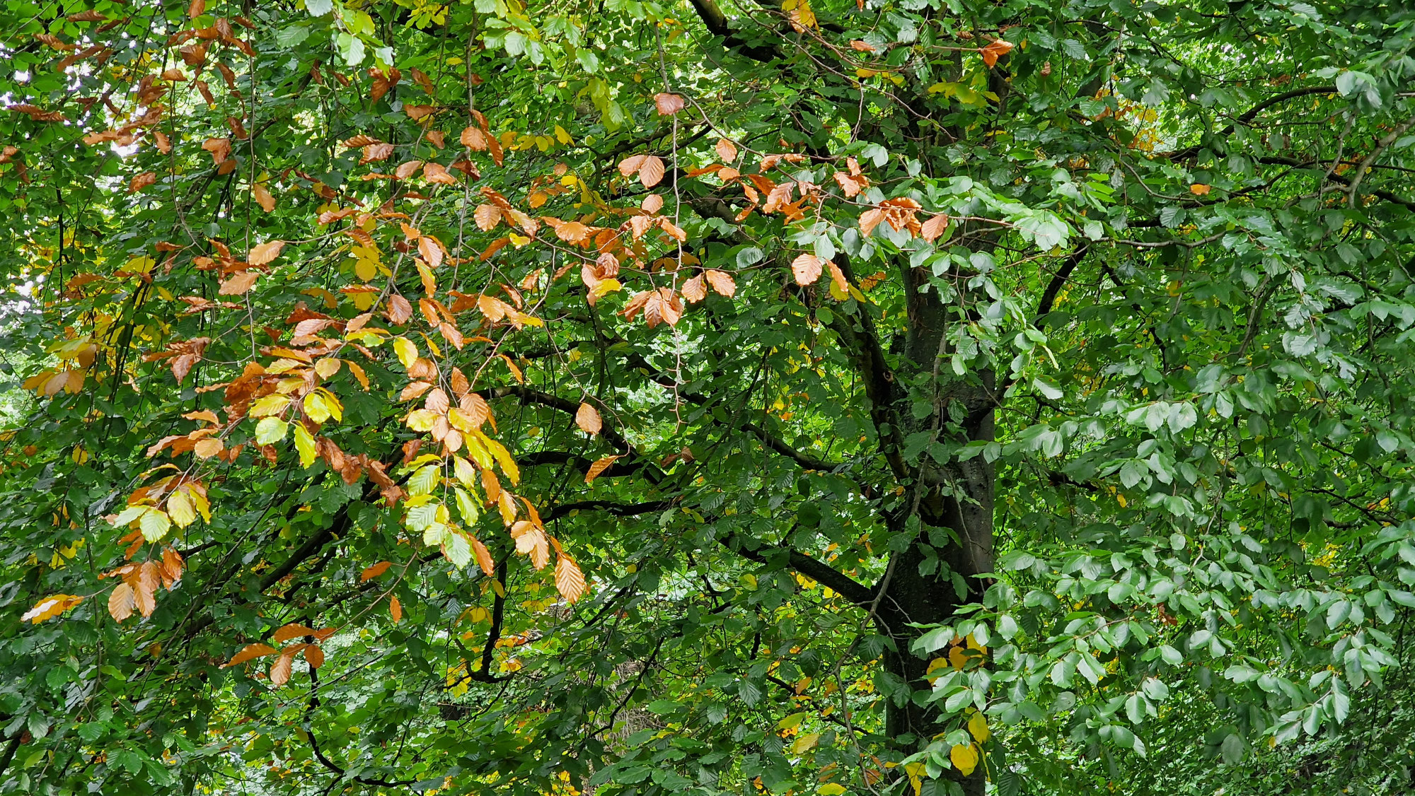 Hundehaltung im Herbst