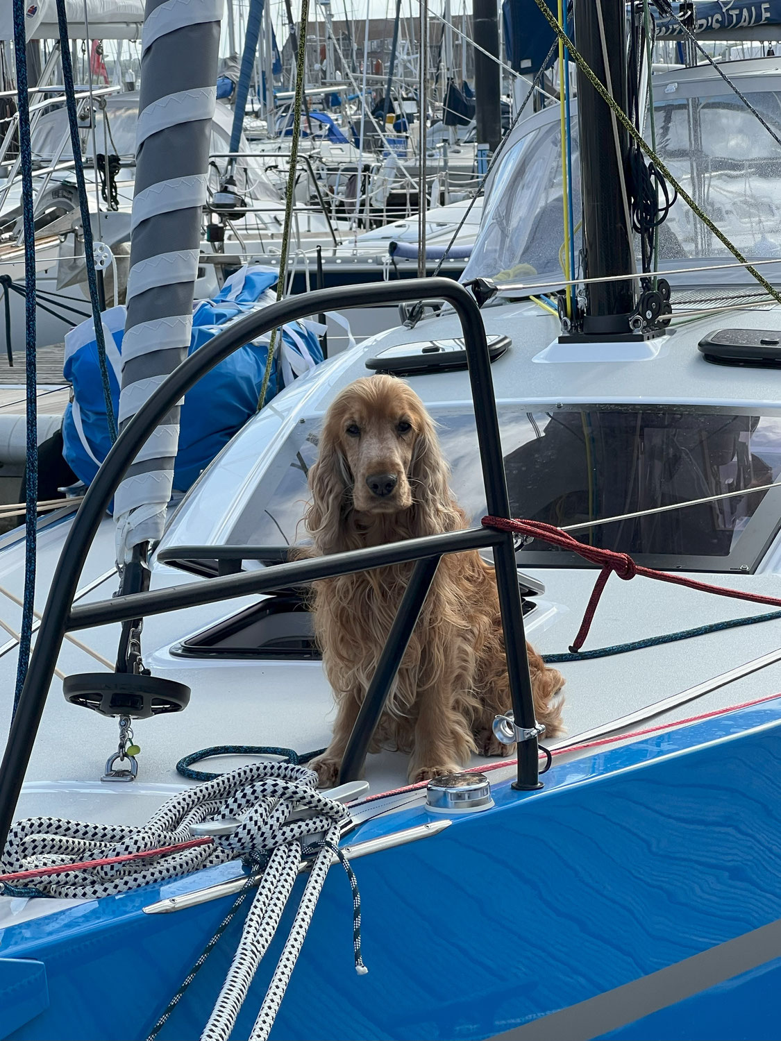 Sailing with Your Dog – Tips for Safety, Care & Fun on Board