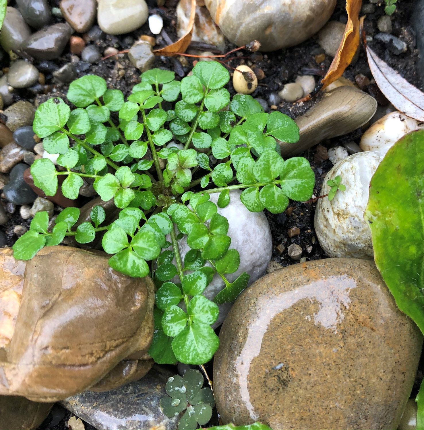 Behaartes Gartenschaumkraut