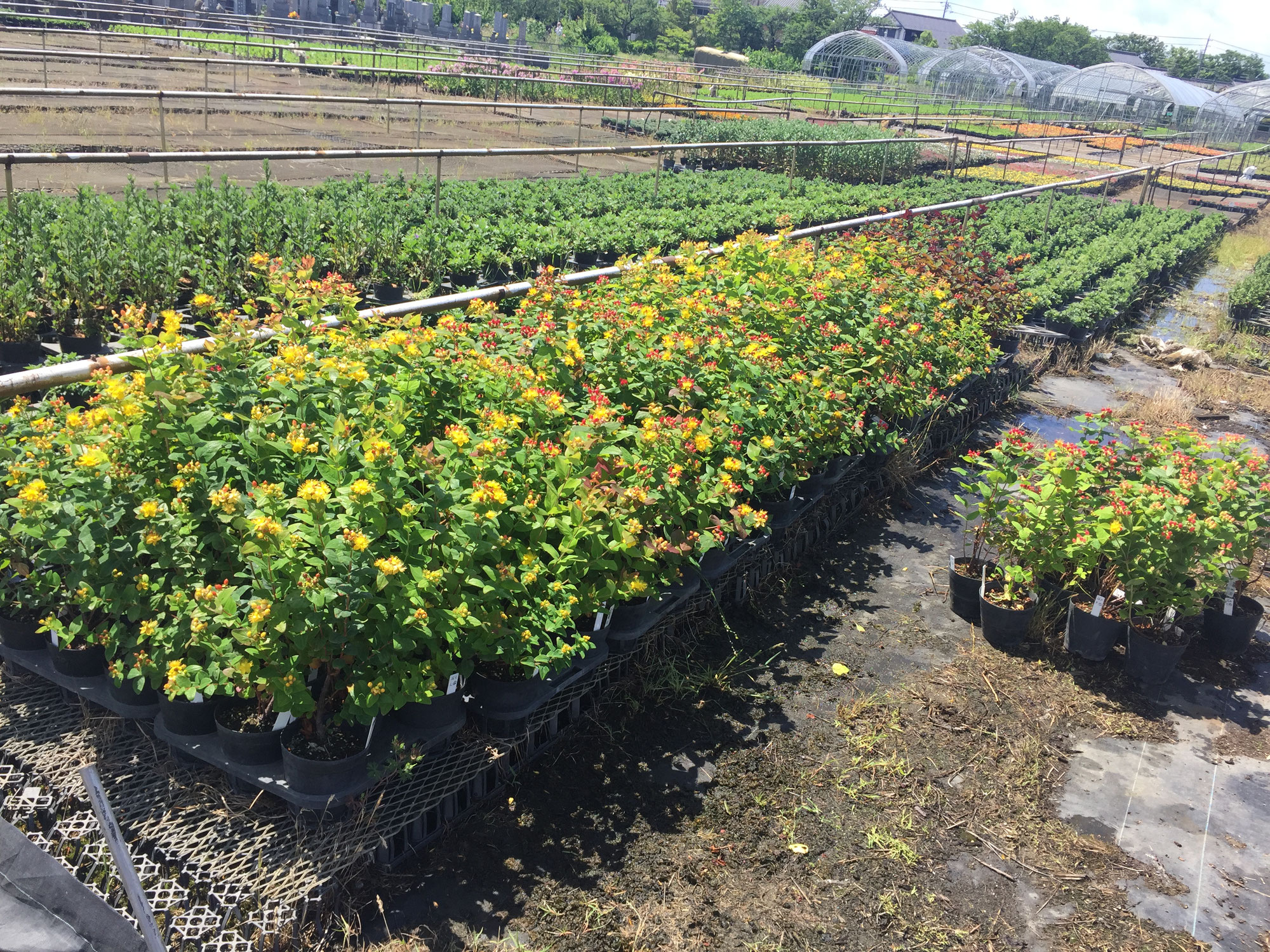 煌めき お庭用ヒペリカム ようこそ 花育種の世界へ 煌めき お庭用ヒペリカム ようこそ 花育種の世界へ