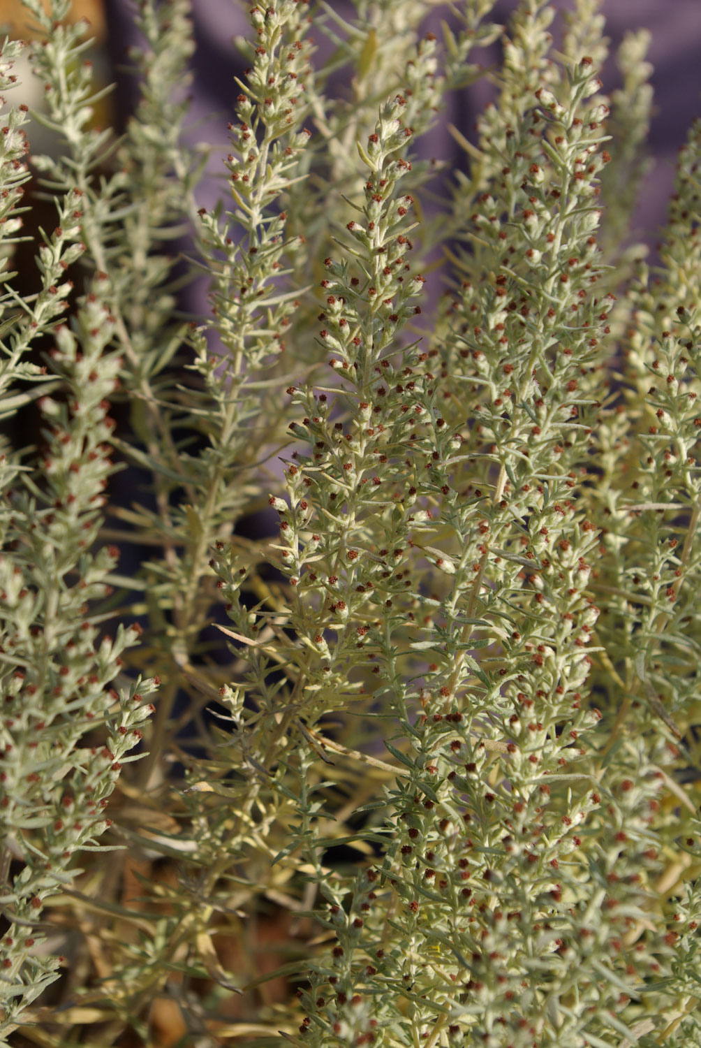 Artemisia Vulgaris Nachhaltiges Design Und Spirituelle