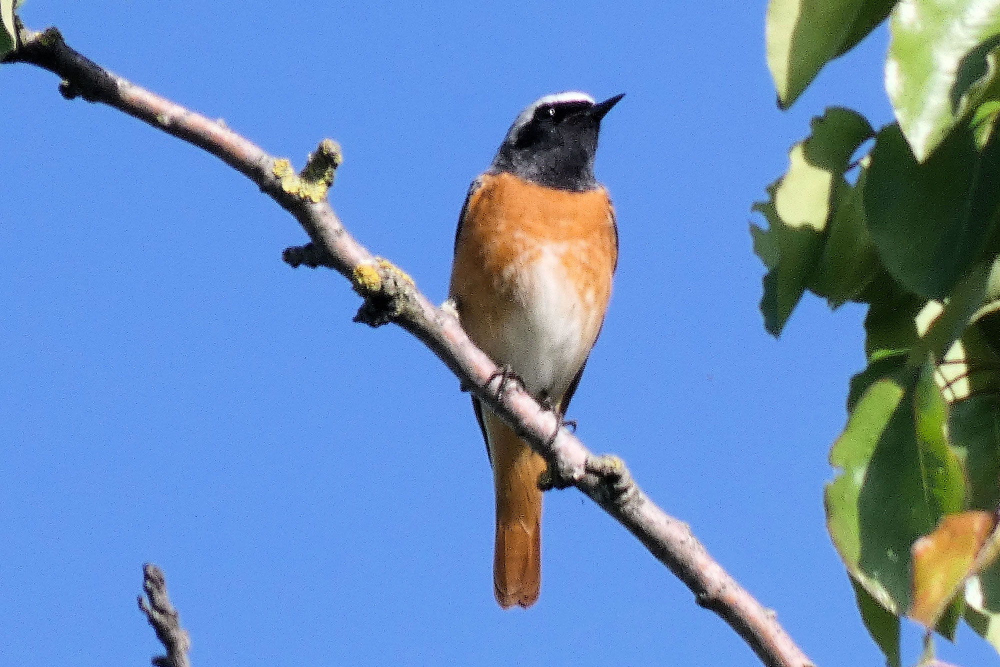 Vogelkundliche Führung am 19.04.2026 in Gemmrigheim