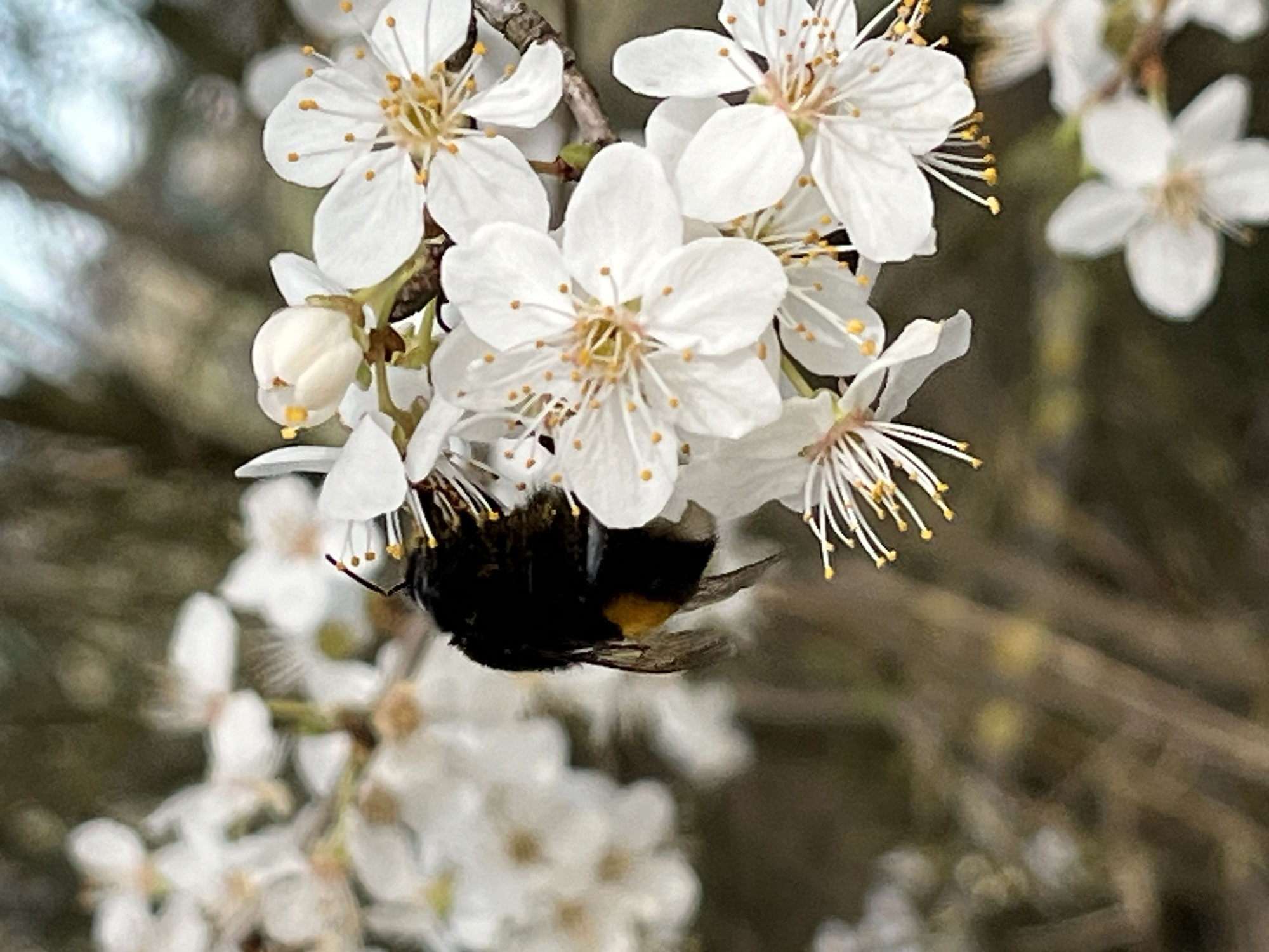 Frühlingsspaziergang in Wansdorf