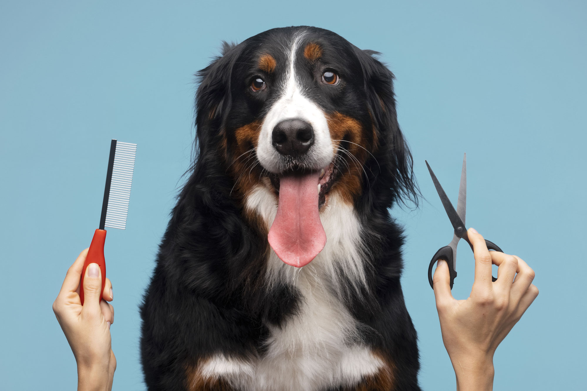 Van kortharig tot krullend: De waarheid over verschillende soorten vachtverzorging bij honden