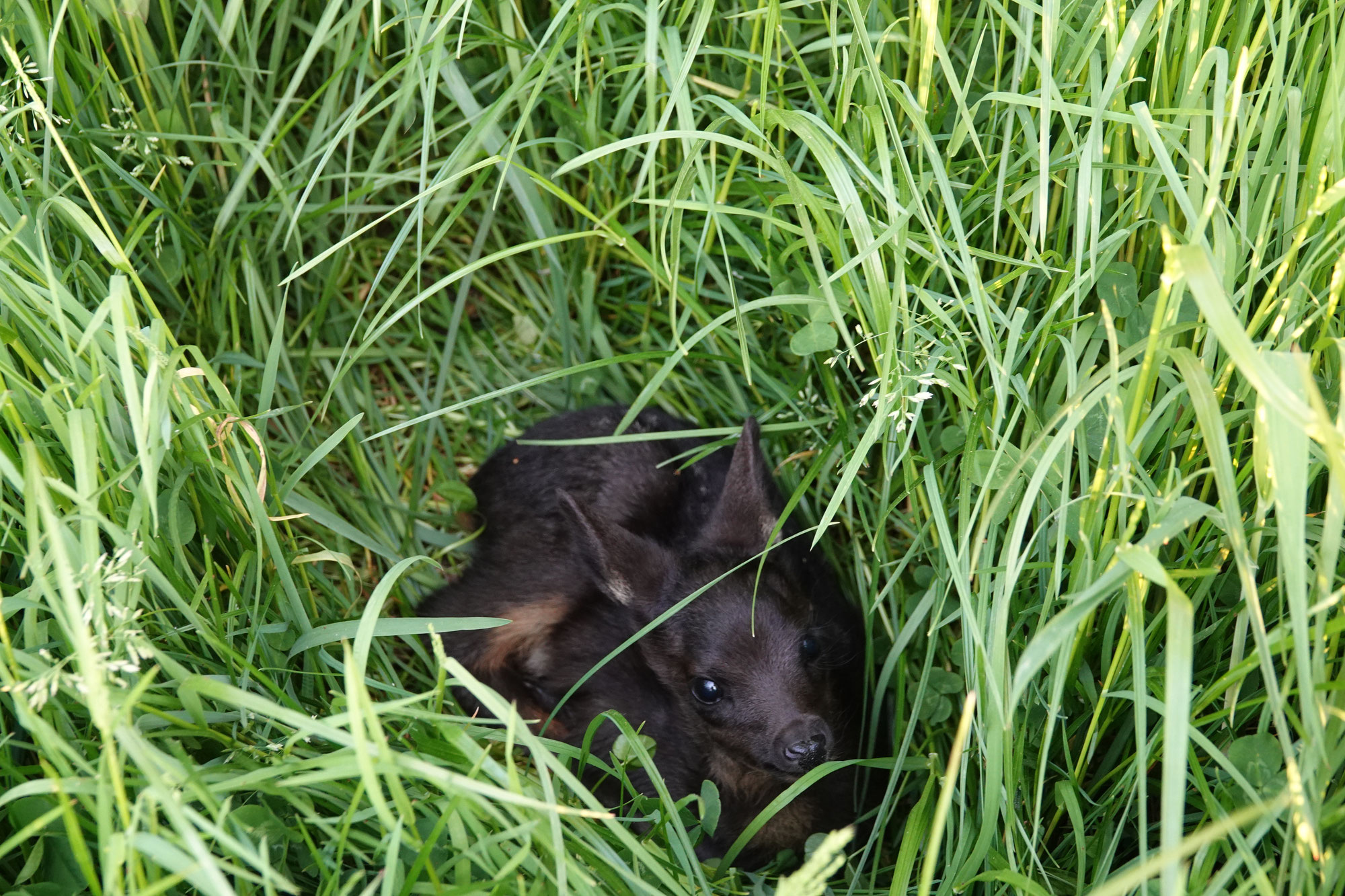Das kleine Schwarze - eine heiß begehrte Beute