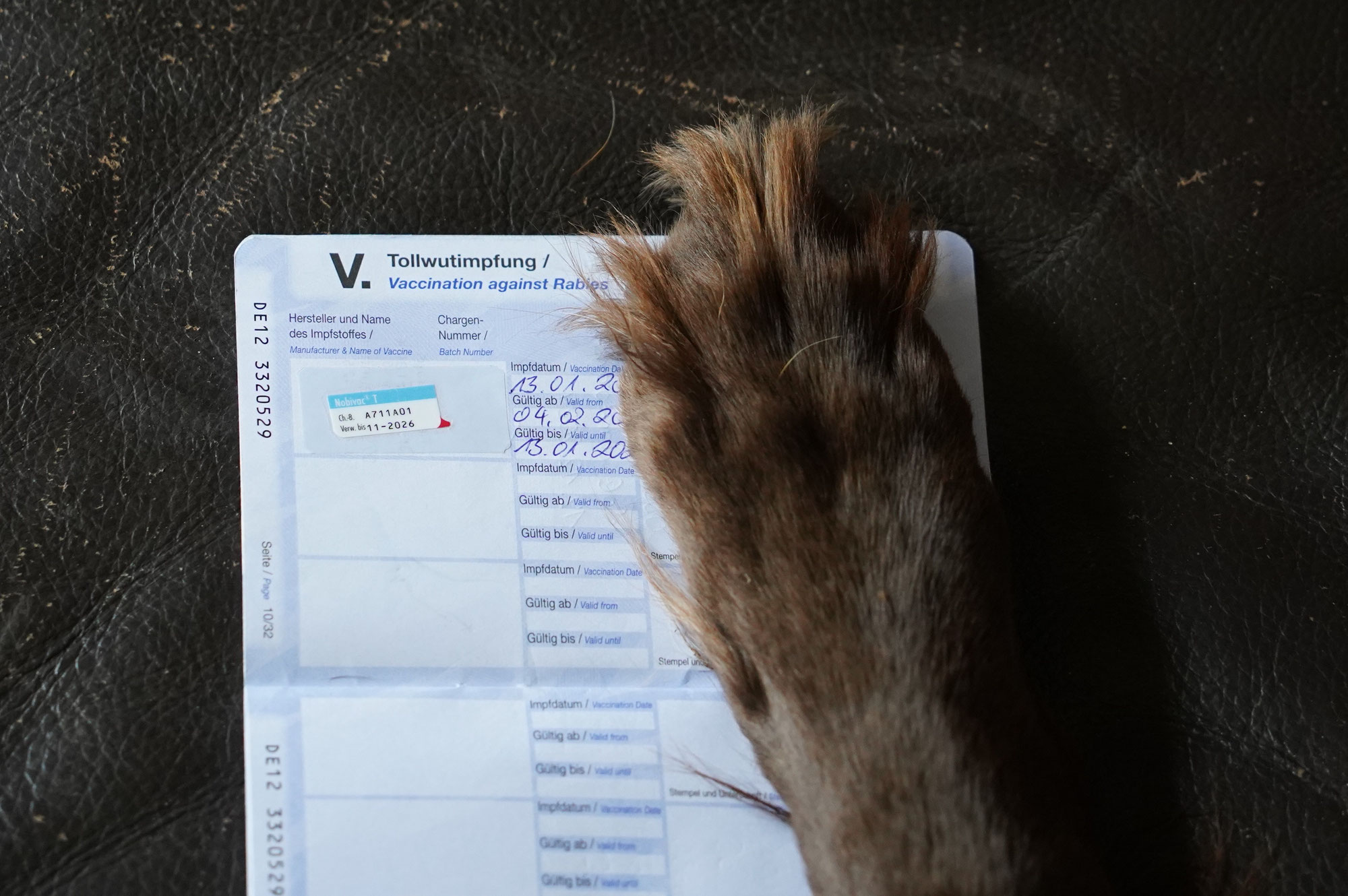 Tollwut bei Wildtieren: Zoonose mit tödlichem Potential