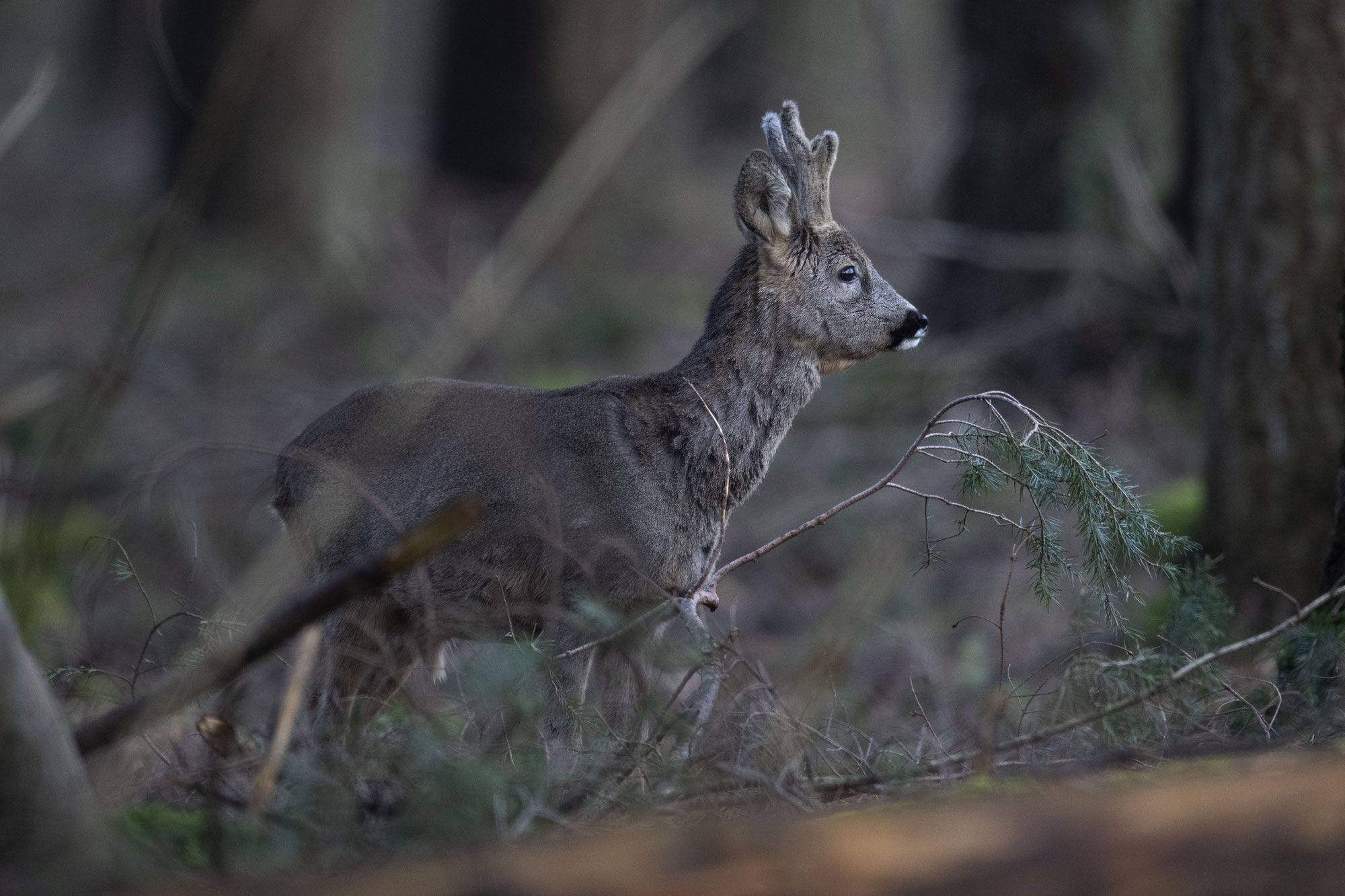 Jagd - Unser Revier im Februar und März