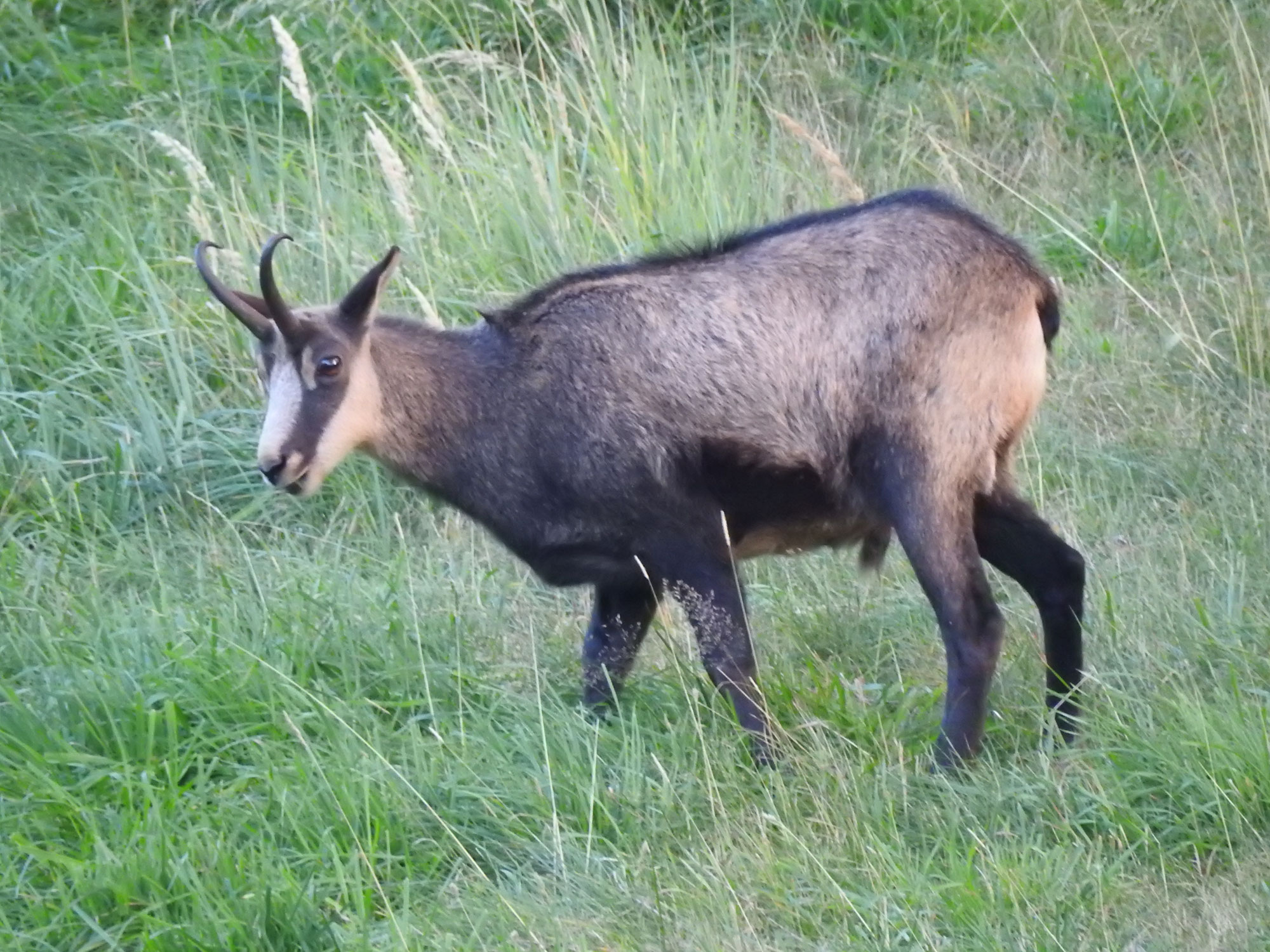 Gams - Meister der Berge