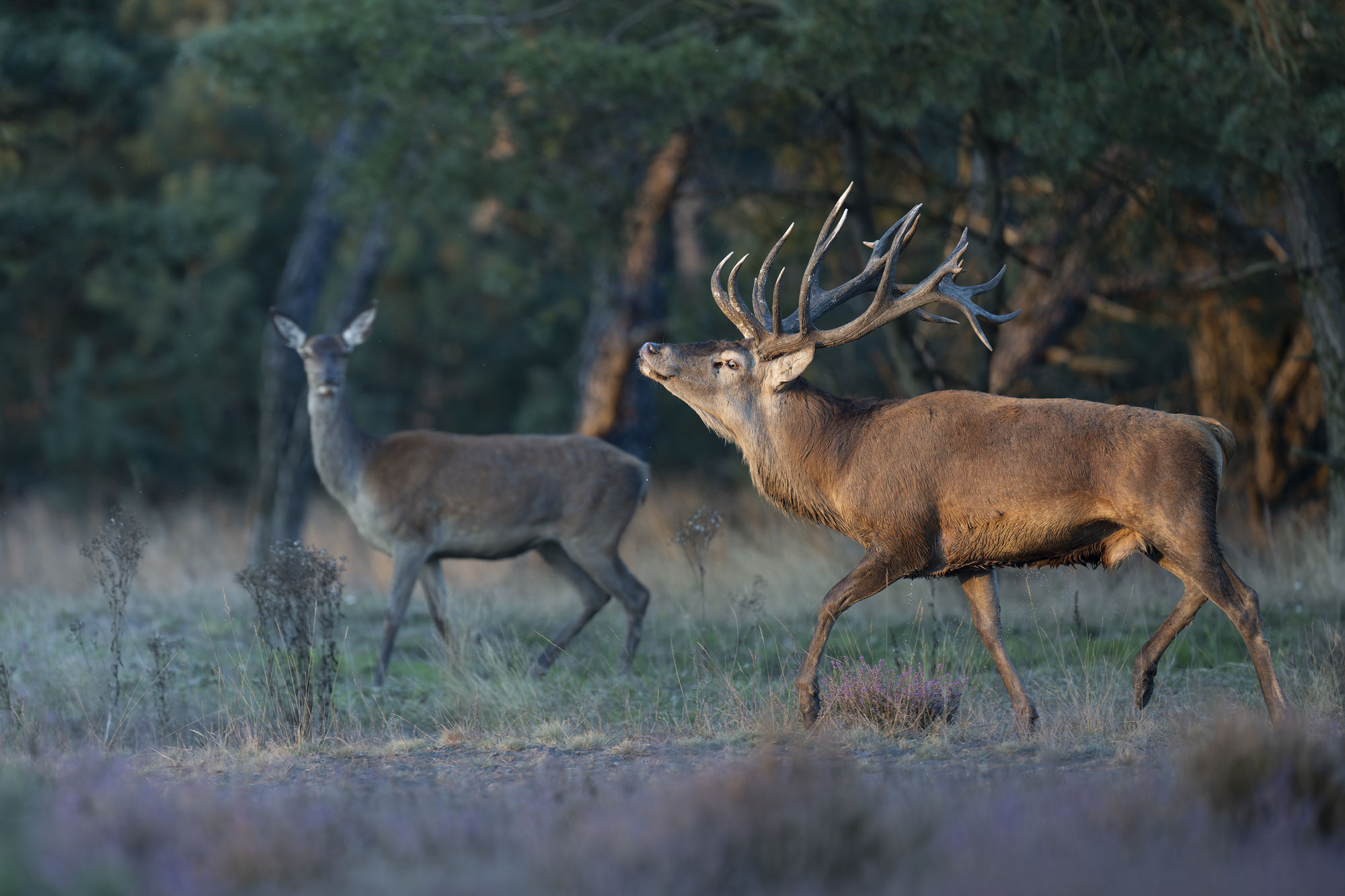 Brunft des Königs: ein Spektakel in unseren Wäldern