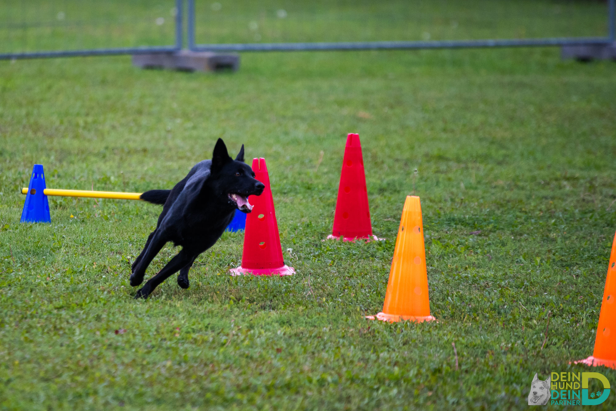 Longieren – Teambuilding pur für Mensch & Hund