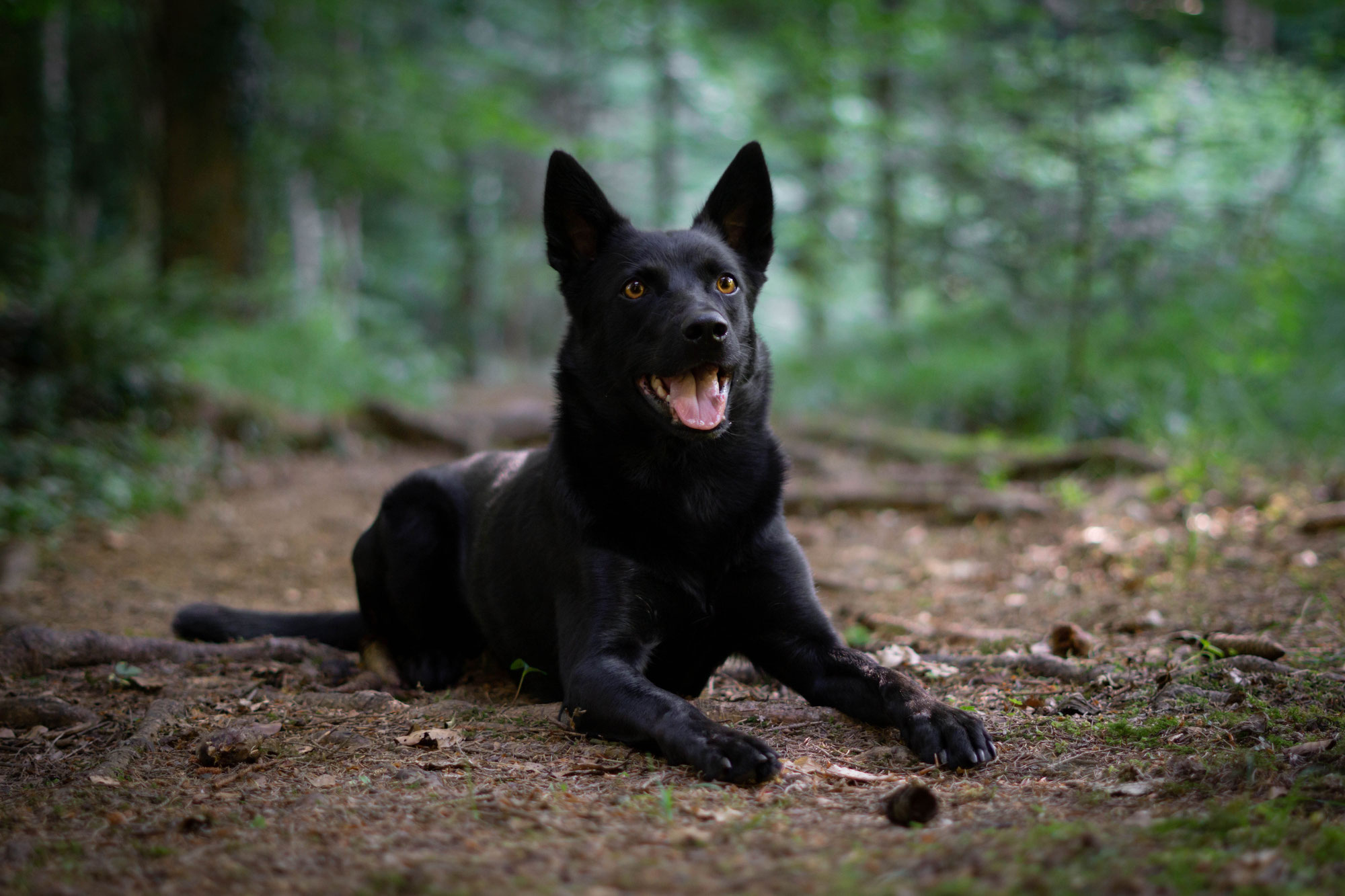 Herbstzeit – was der Hundekörper jetzt braucht