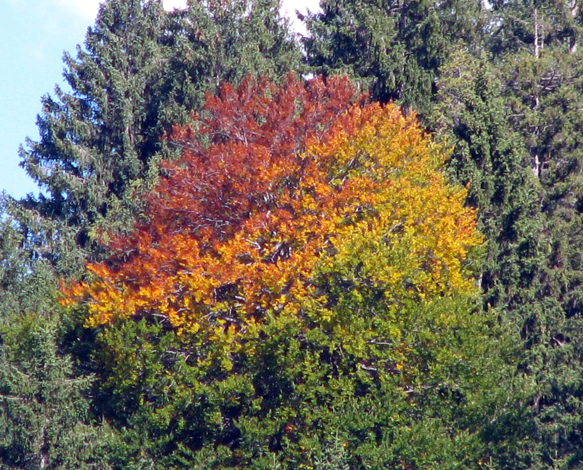 Kontraste