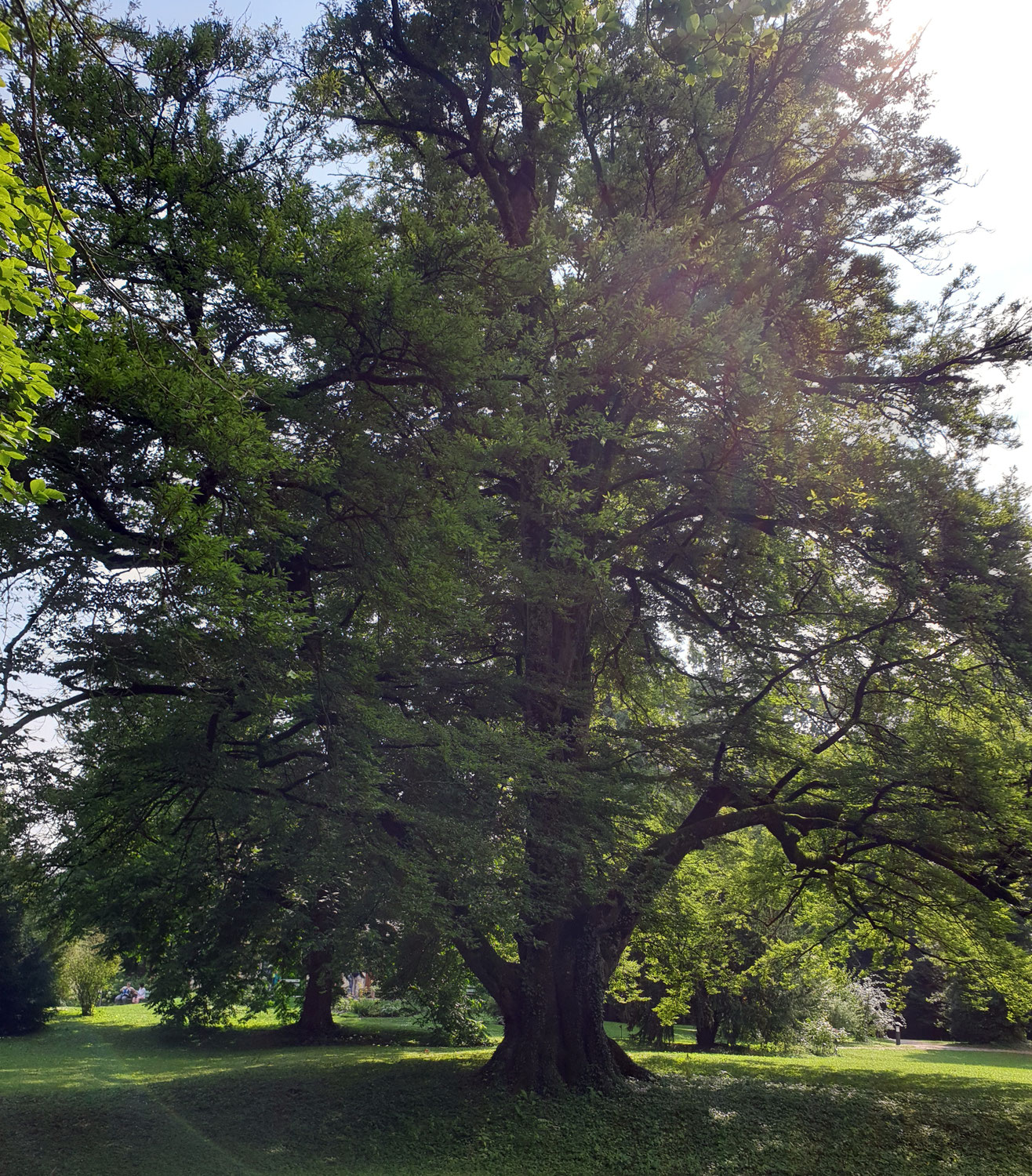 Der Baum und die Krise