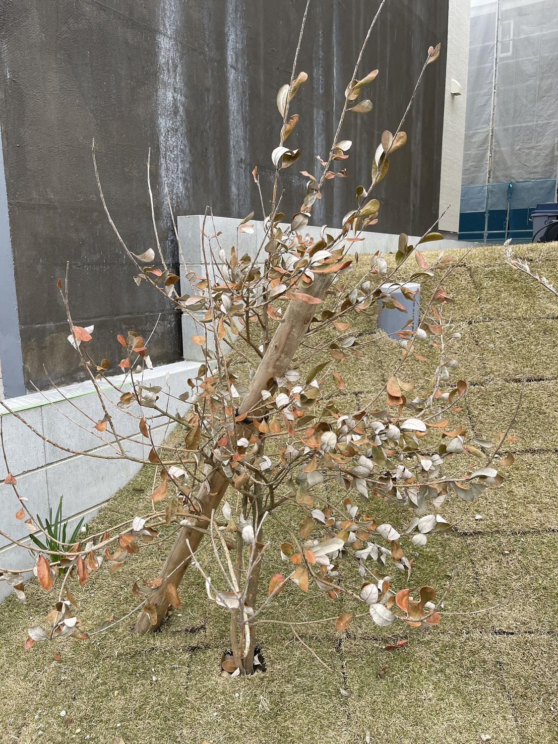 【植木なぜ枯れる？】フェイジョアを掘り出して原因を調べてみた！　2022-4-29