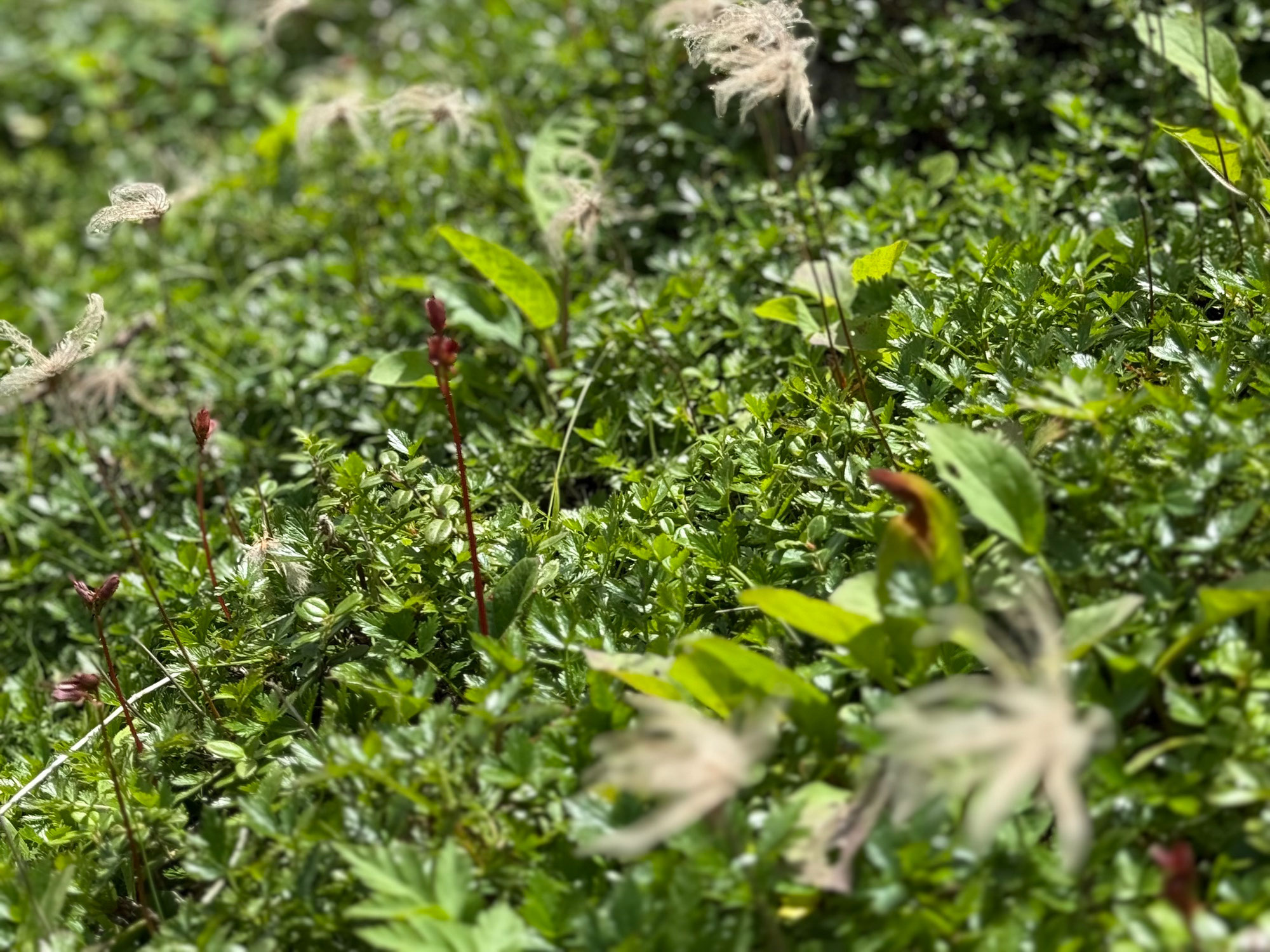 10円効果で蚊を駆除できる？？？！！！