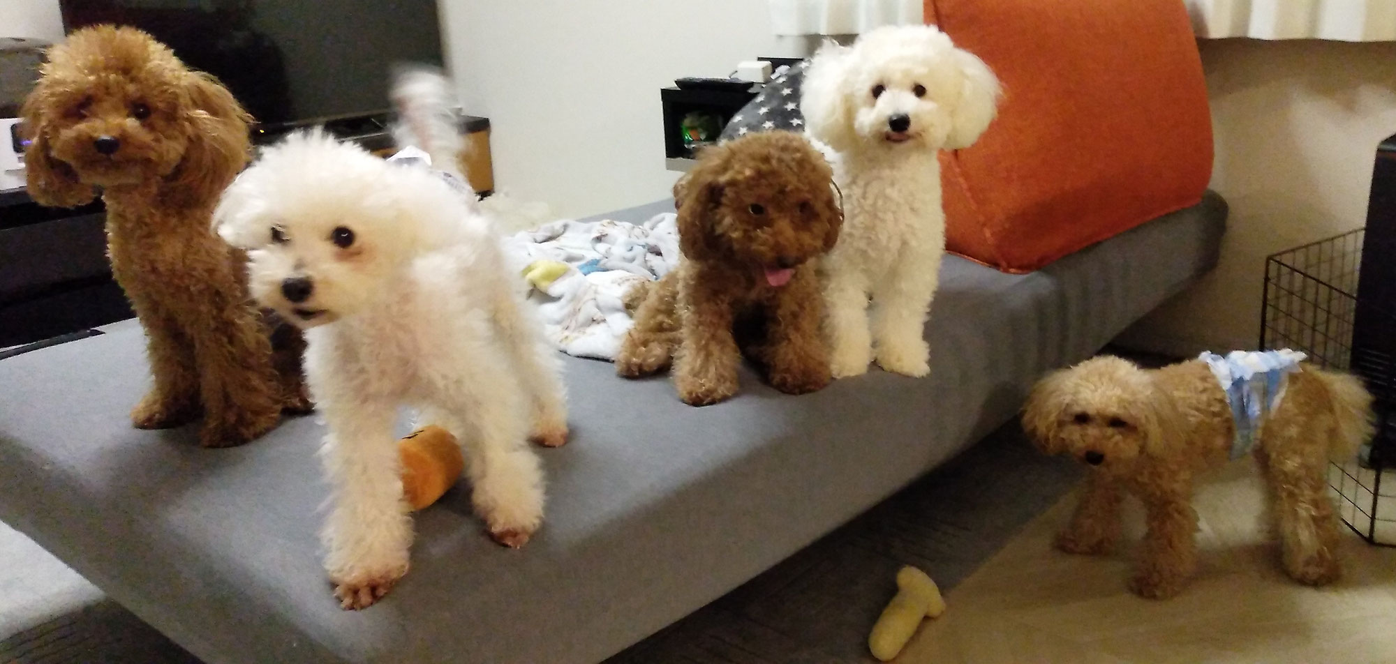ノア君、ラム君、ひなちゃん、りん君、ベル君