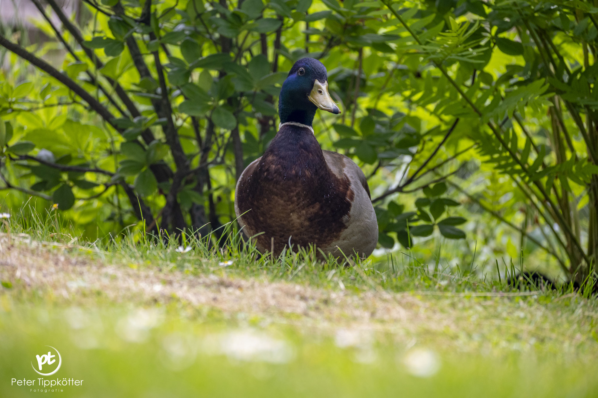 Verletzte und tote Enten auf dem Emsradweg: Stadt Rheine und die Freiwillige Tierrettung Nordmünsterland bittet um Rücksichtnahme