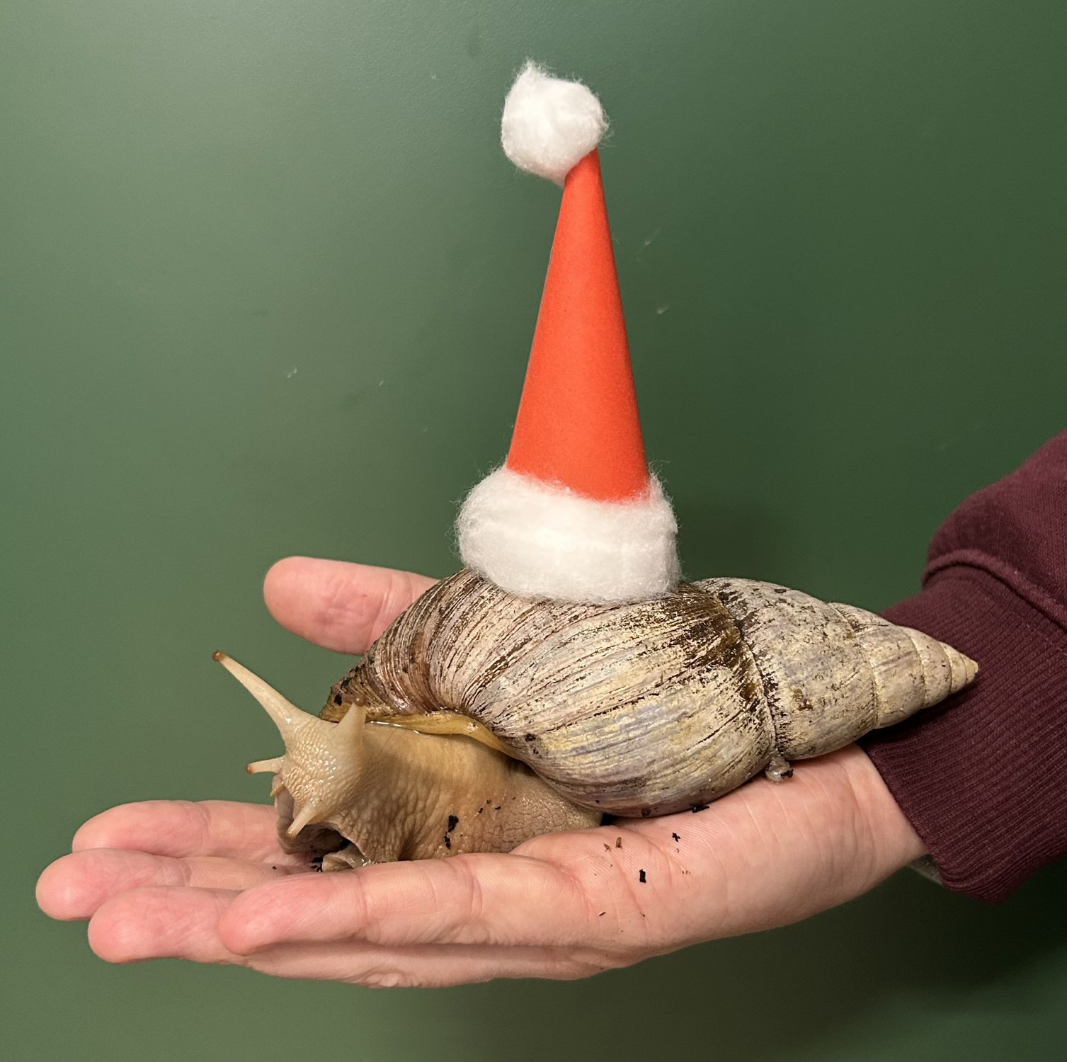 Fast geschenkt! – Weihnachten im NaturZoo