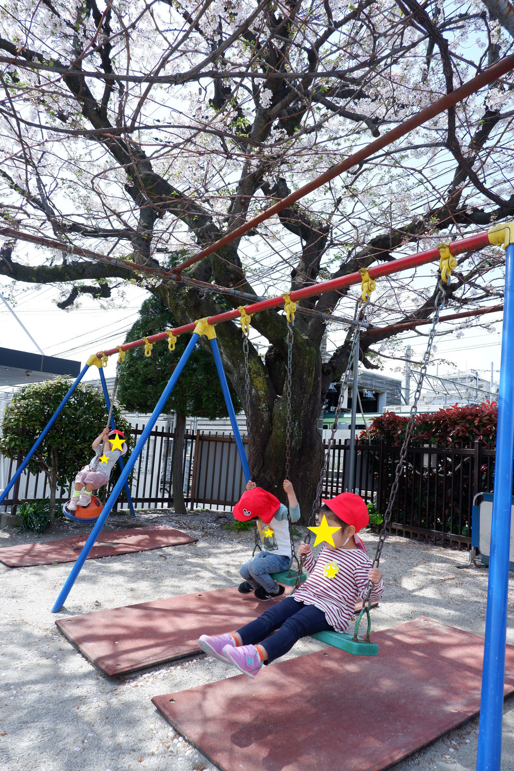 桜が満開です♪