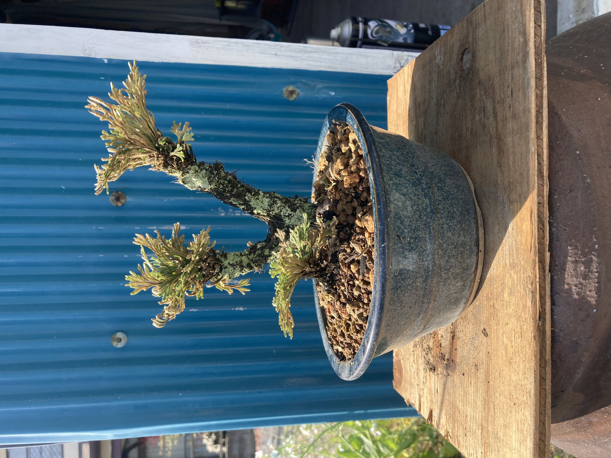 盆栽の植え替え。陶器の器でさらにカッコええ。古いものに宿る時間の話