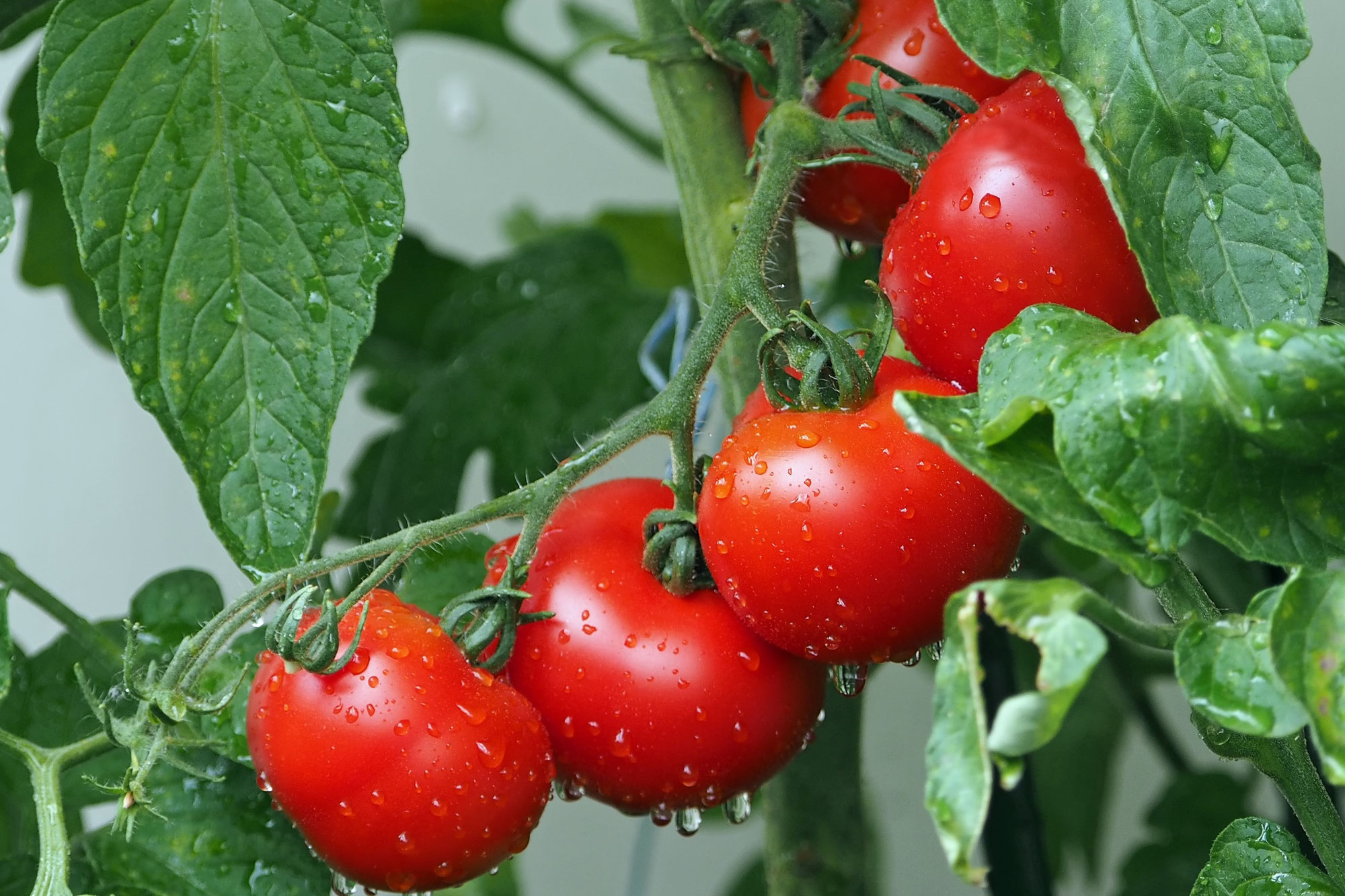 Paradiesfrucht Tomate