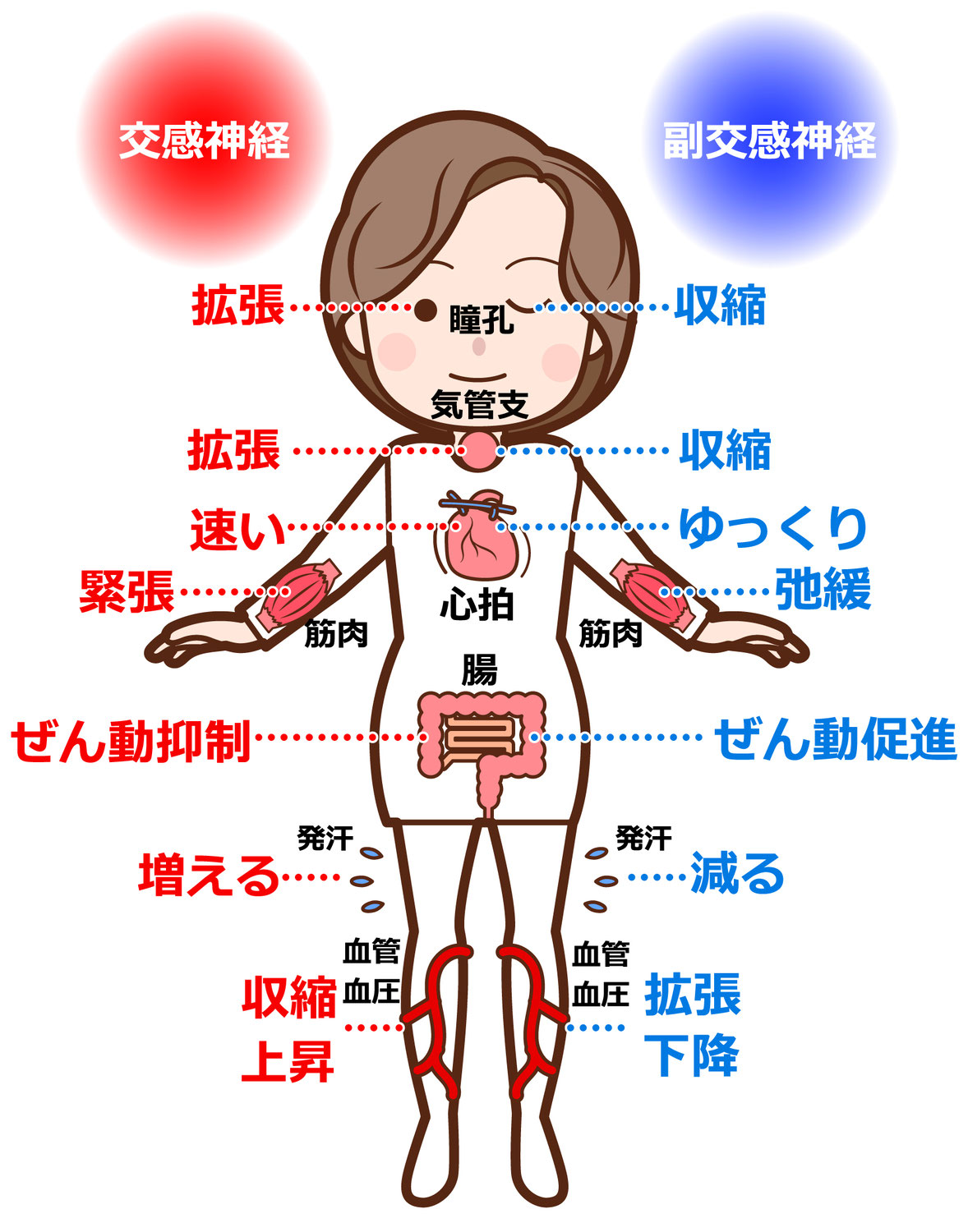 睡眠障害/摂食障害/頭痛の訴え！　自律神経？