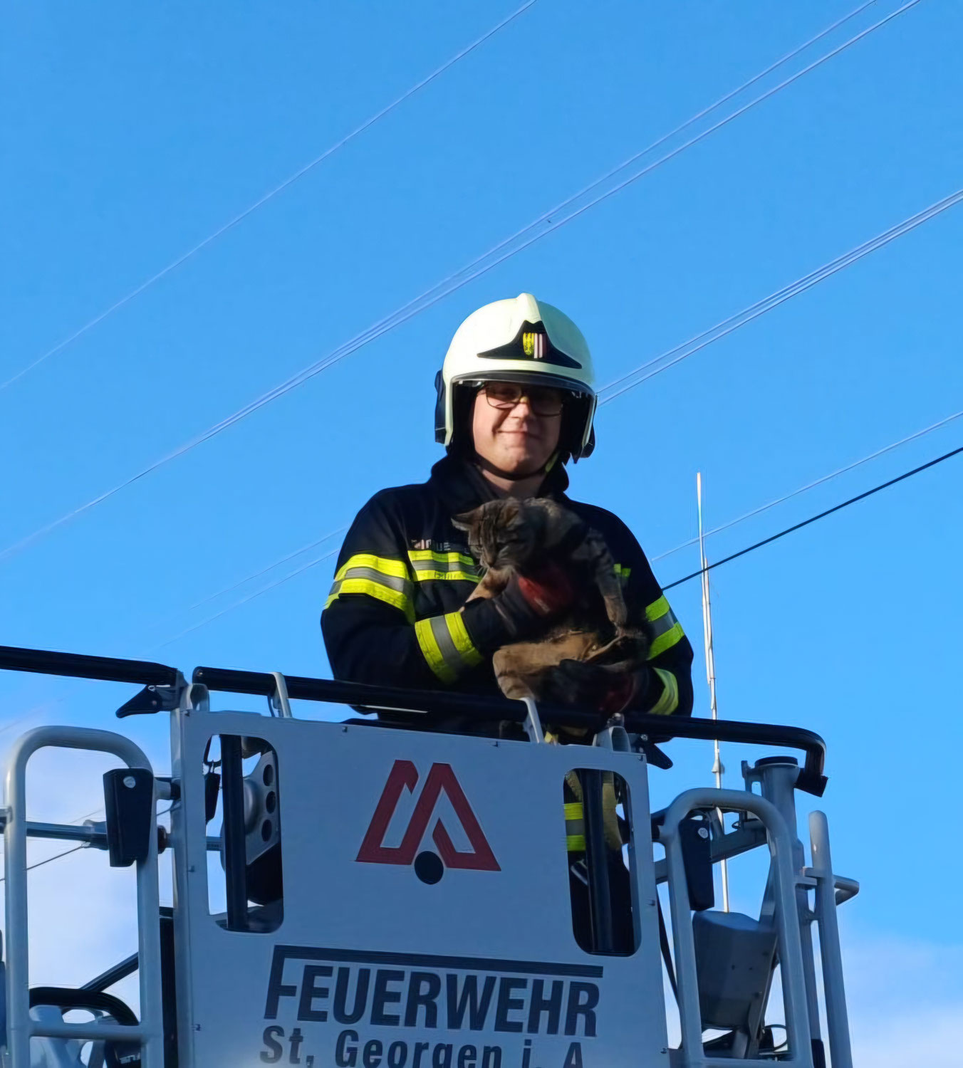 Tierrettung Katze auf Baum