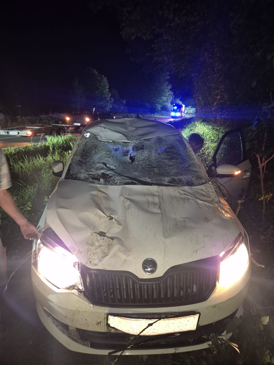 Unfall durch umstürzenden Baum – Lenkerin hatte großes Glück