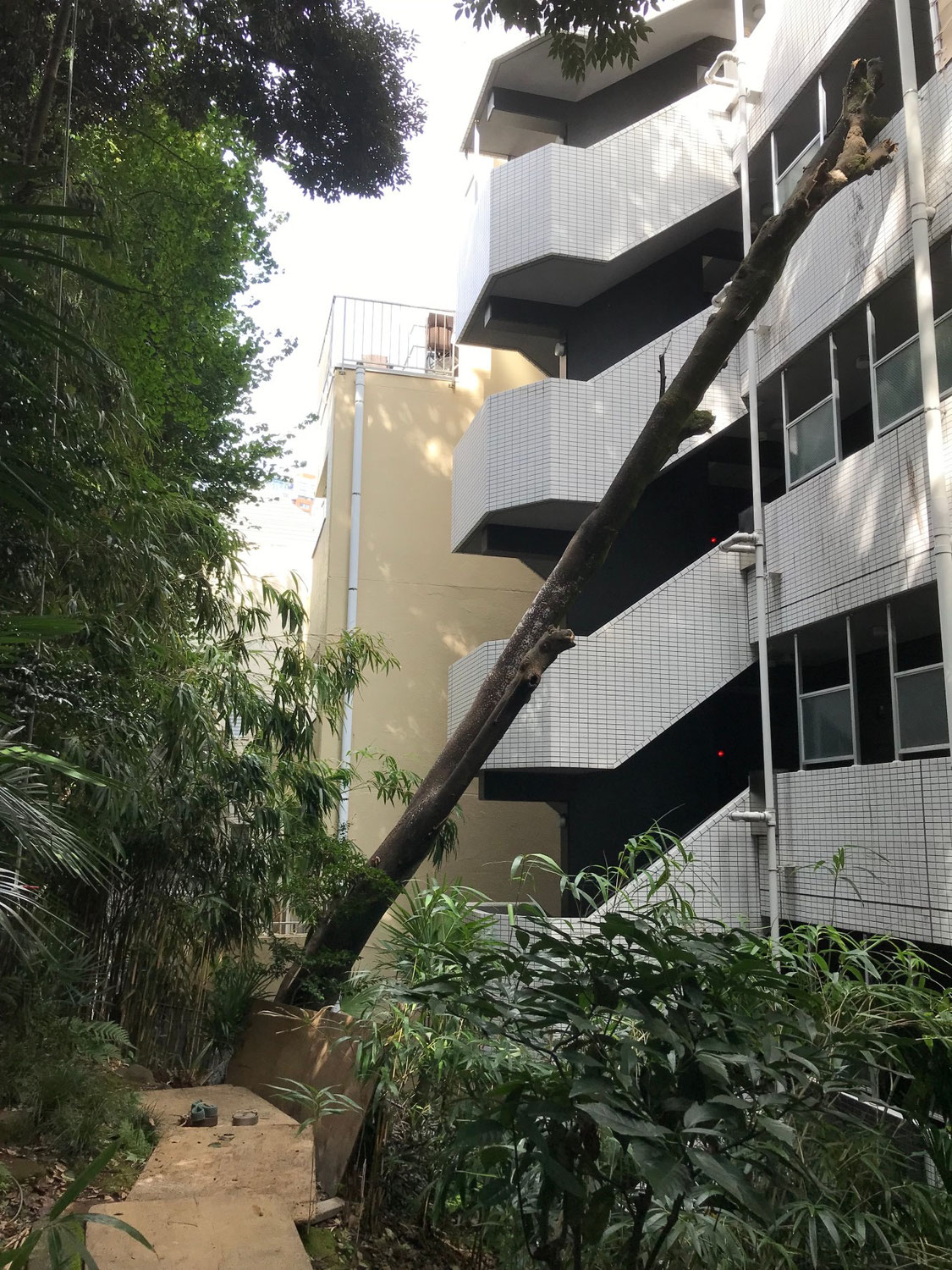 台風の影響での倒木した樹木の伐採。