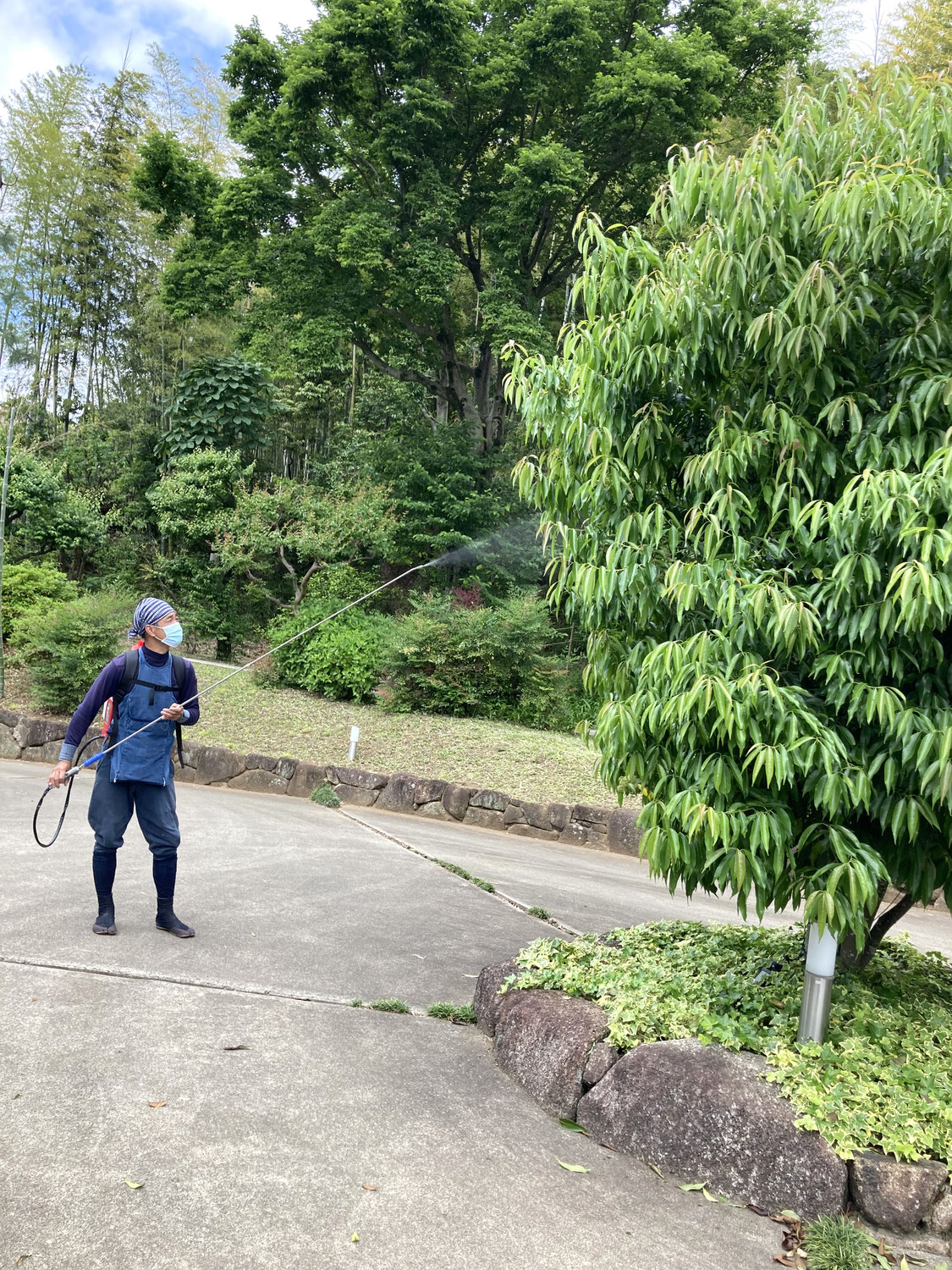 川崎市宮前区の個人邸で薬剤散布を行いました。