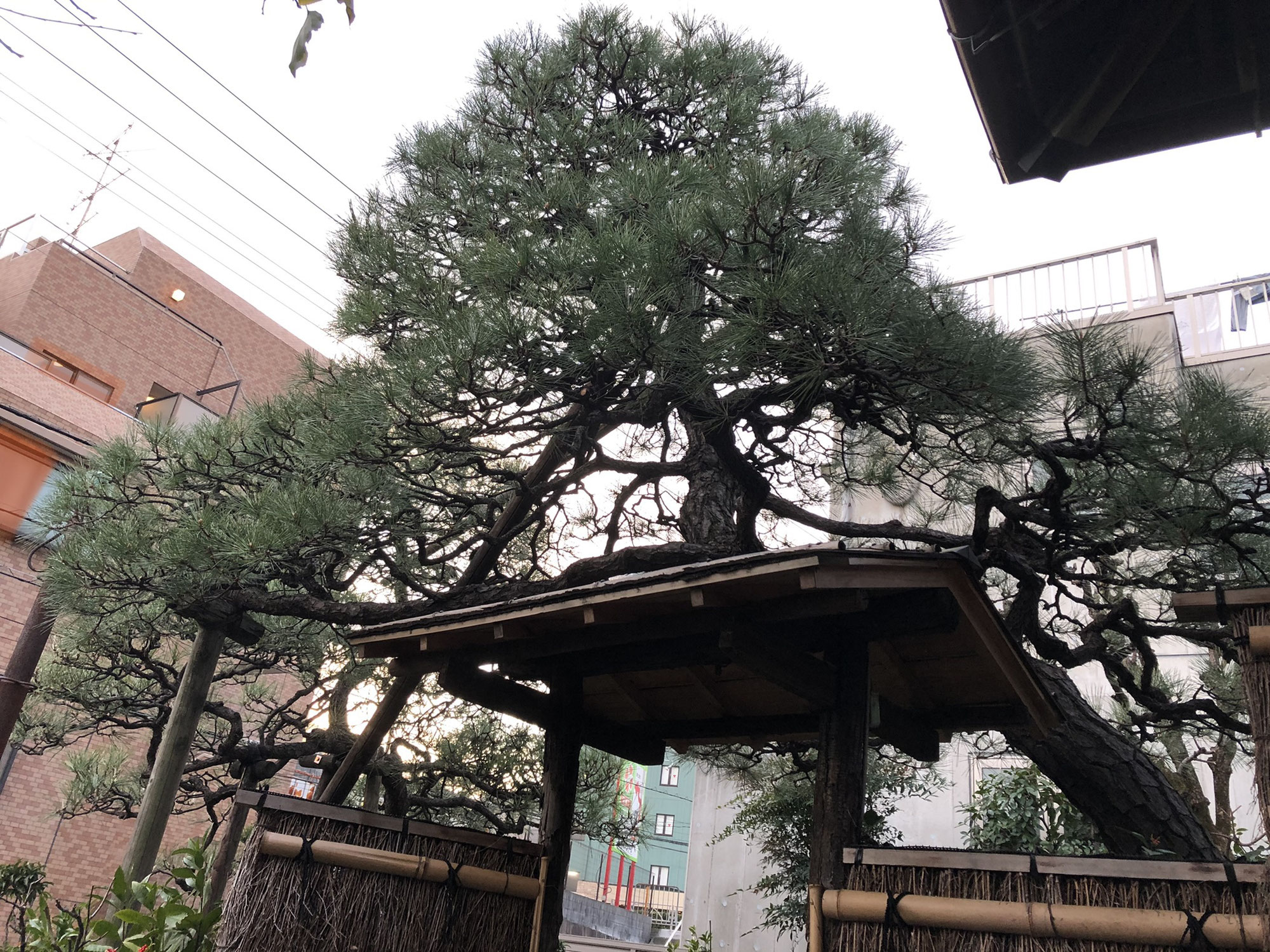 東京都大田区の個人邸のクロマツの剪定。
