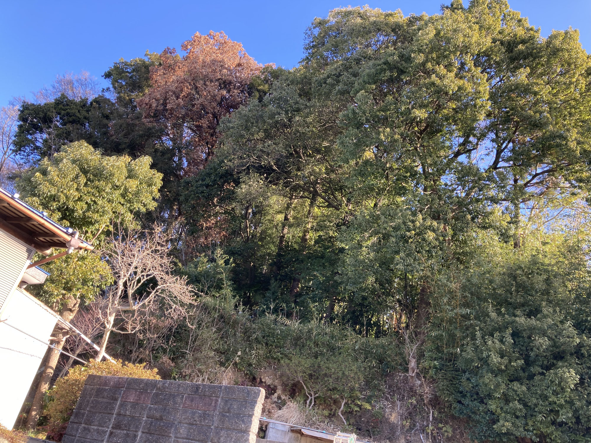 神奈川県綾瀬市ナラ枯れによって枯死した高木の枝下しを行いました。