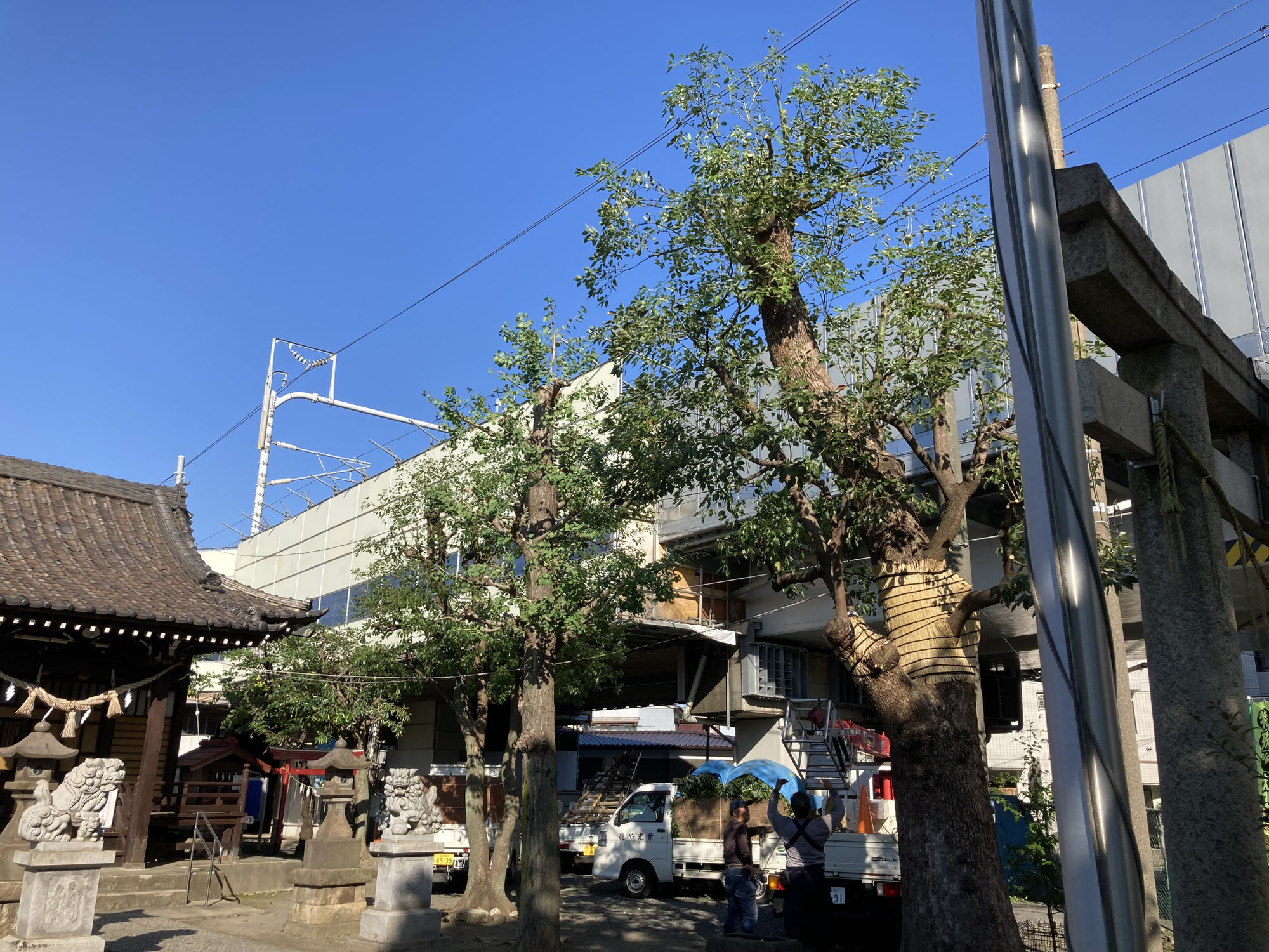 川崎市中原区の神社で高木剪定を行いました。