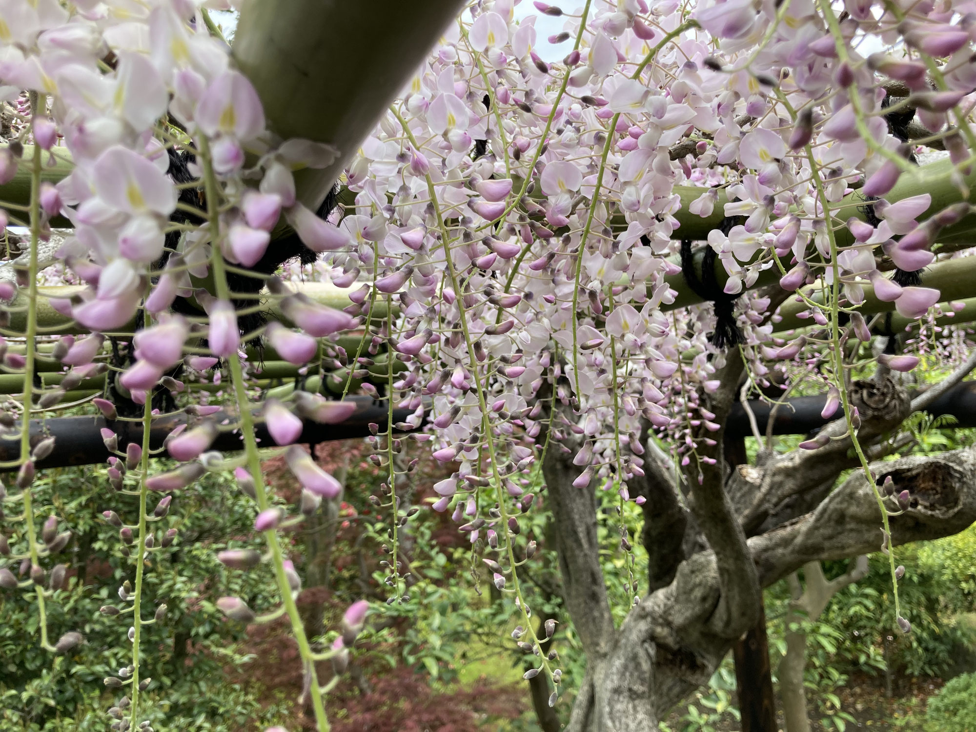 川崎市中原区の個人邸の移植したフジが開花しました。