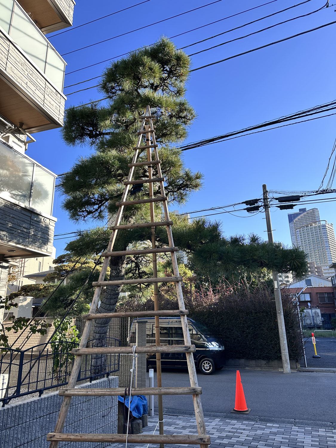 川崎市中原区にて門冠りのマツの剪定を行いました。