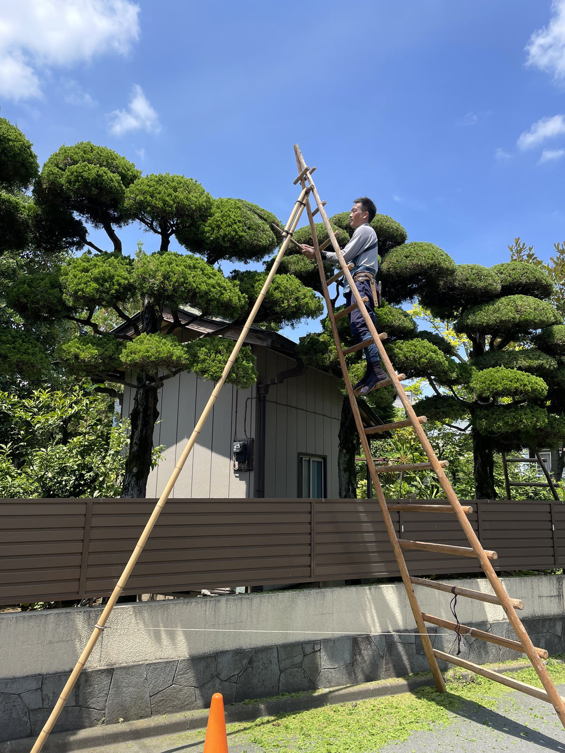 川崎市中原区で個人邸のカイヅカイブキの刈込みを行いました。