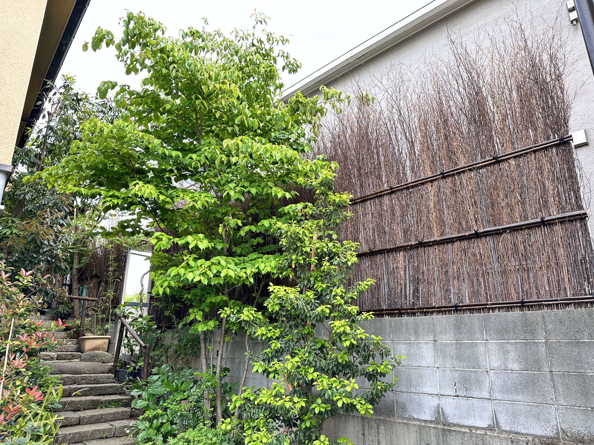 川崎市高津区にて竹垣の改修工事を行いました。