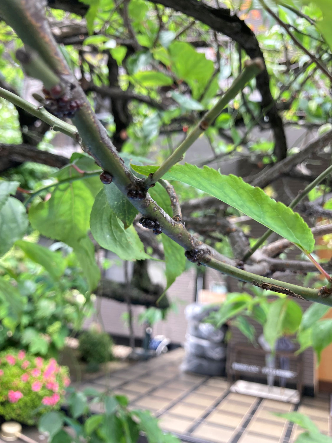 川崎市川崎区のウメの木のカイガラムシ防除。