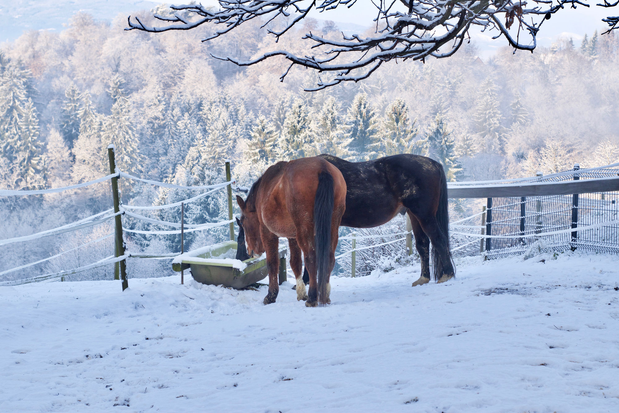 Roter Schnee / red snow