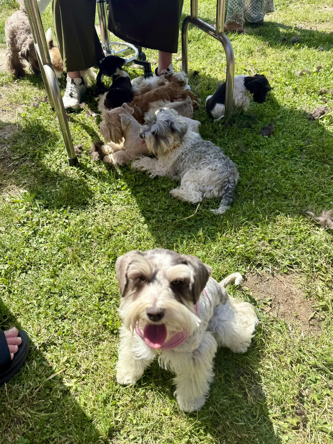 Schnauzertreffen bei Heidi