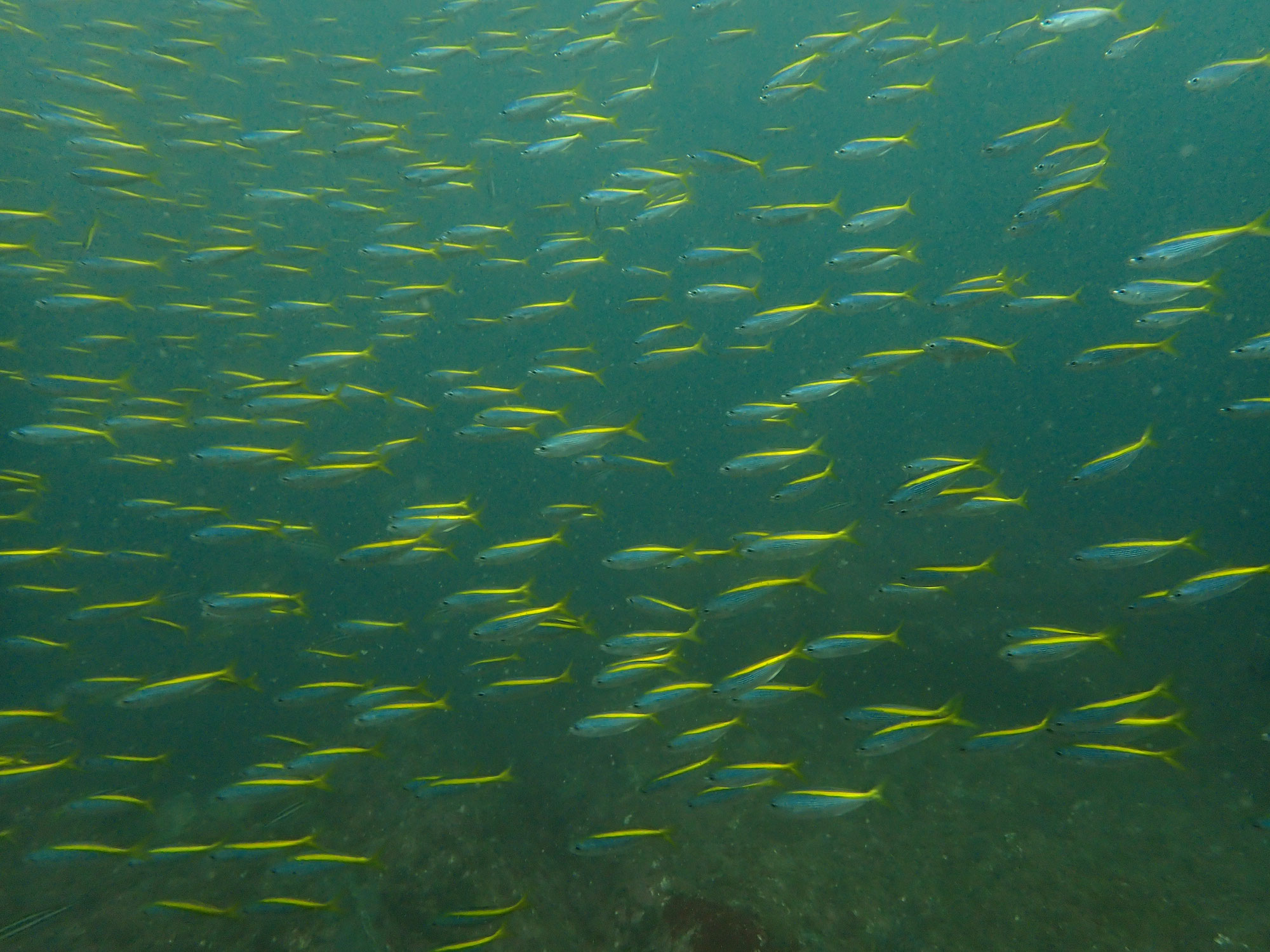 魚群