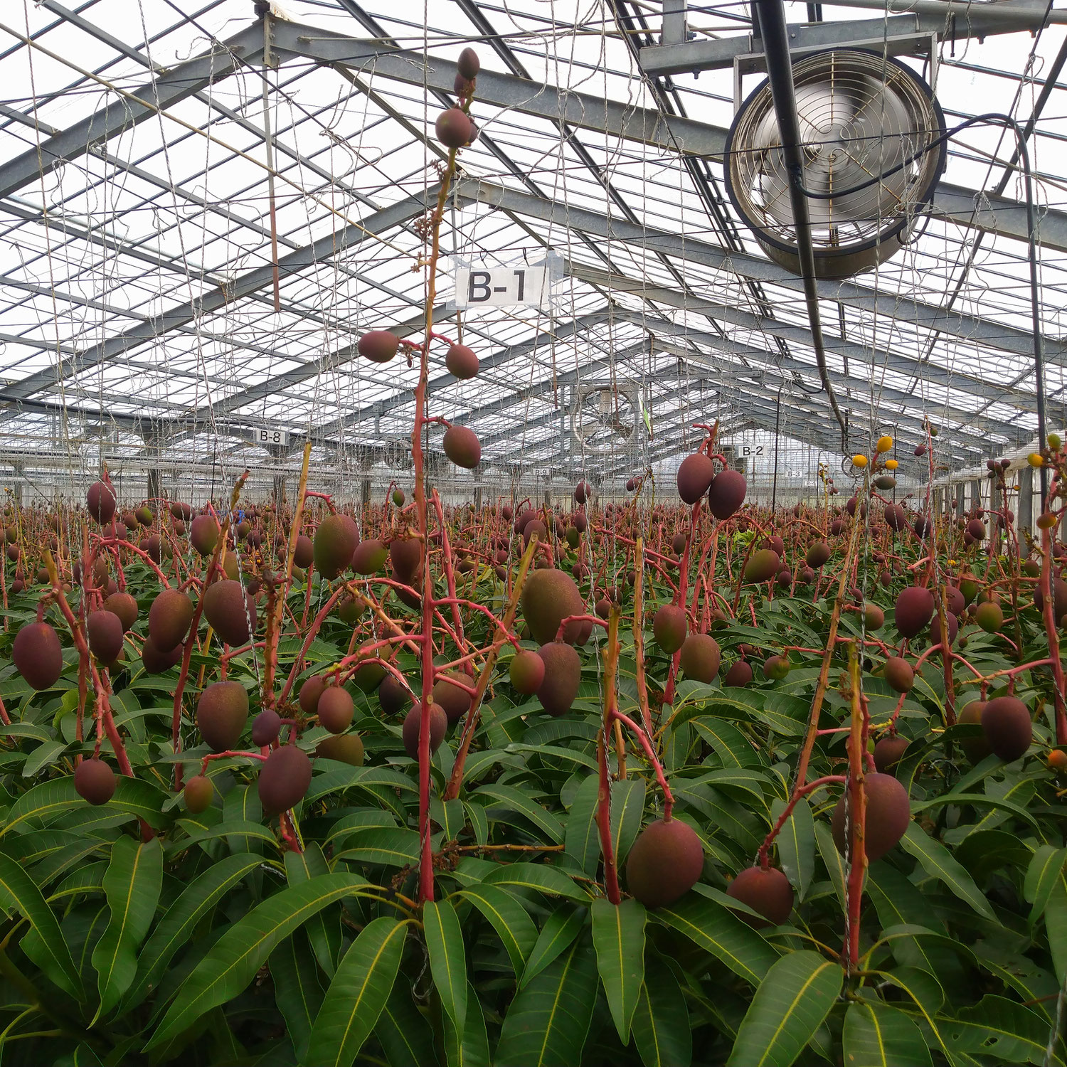 ➄耐寒・山下マンゴー苗【来春用】 マンゴーについて | 船昌商事株式会社